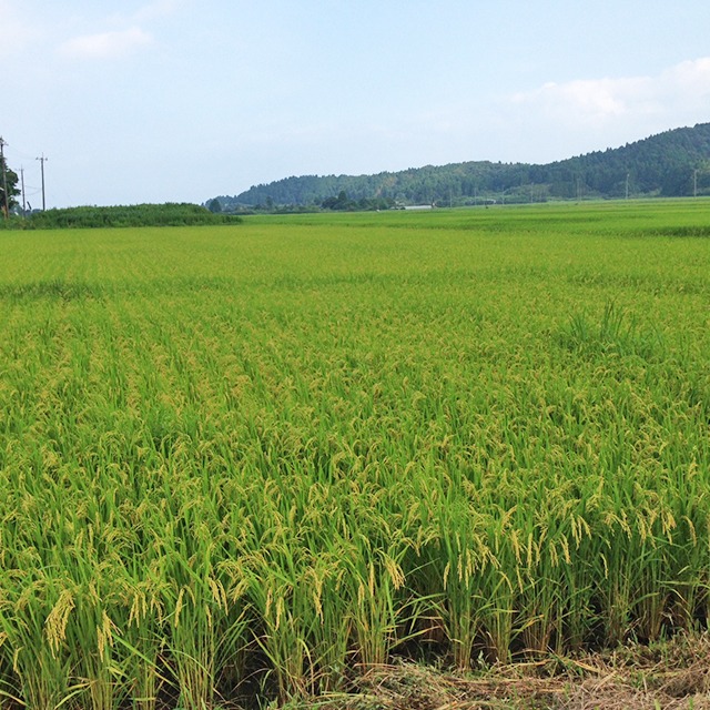 千葉県いすみ産特別栽培ふさこがね 2kg 和デリのお米