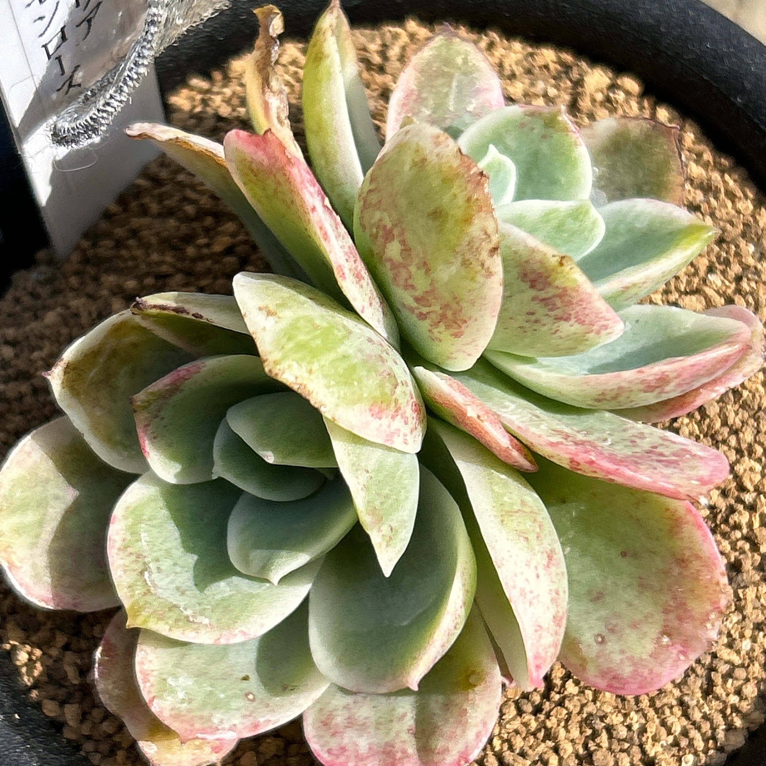 くまこさま ローズセダム ☆ 伸びすぎたセダム・乙女心を仕立て直し