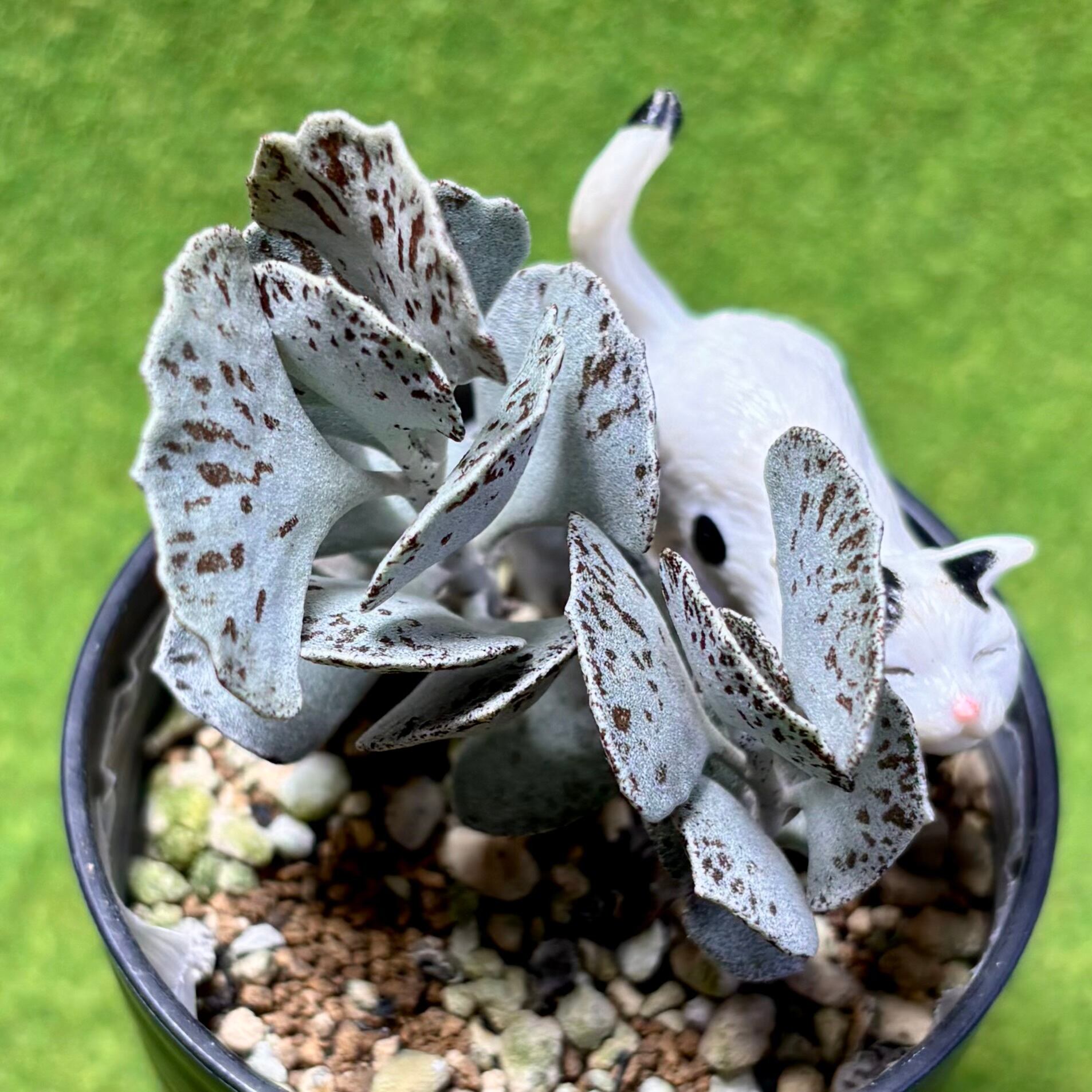 マルニエリアナ | 多肉植物 豆彦商店