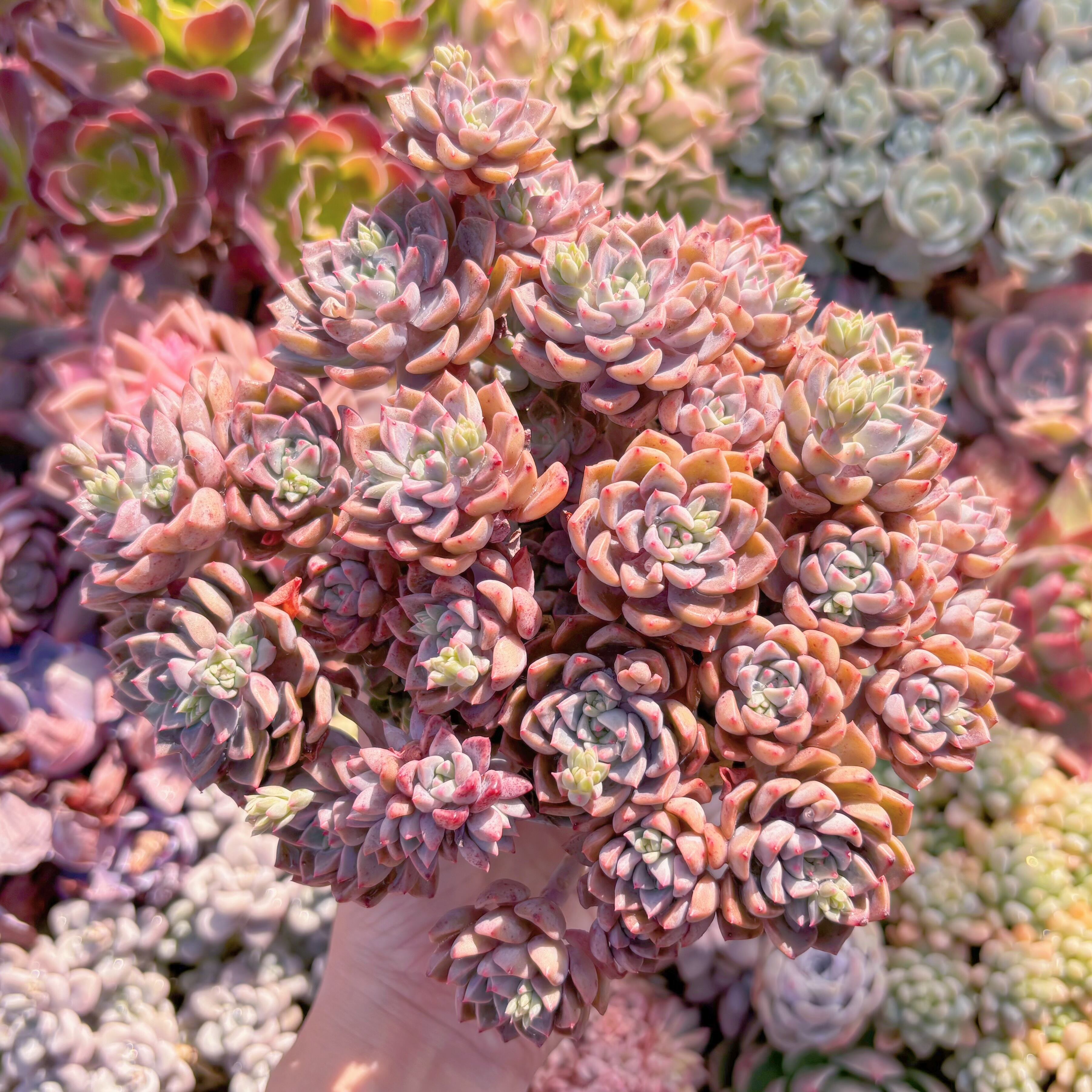 現品　ベビードール#093　特大群生　新入荷