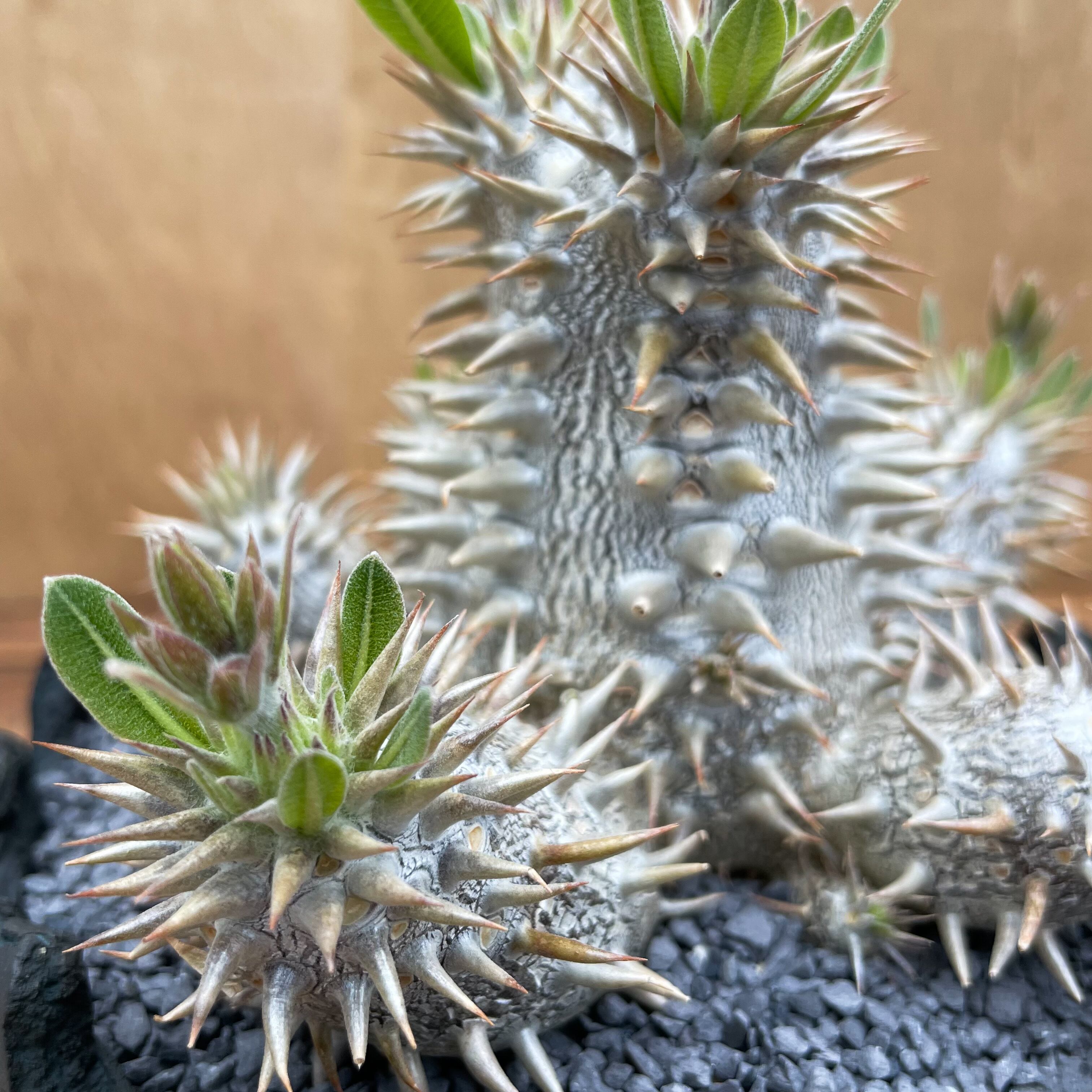 Pachypodium Densicaule【パキポディウム・恵比寿大黒】×【Opot