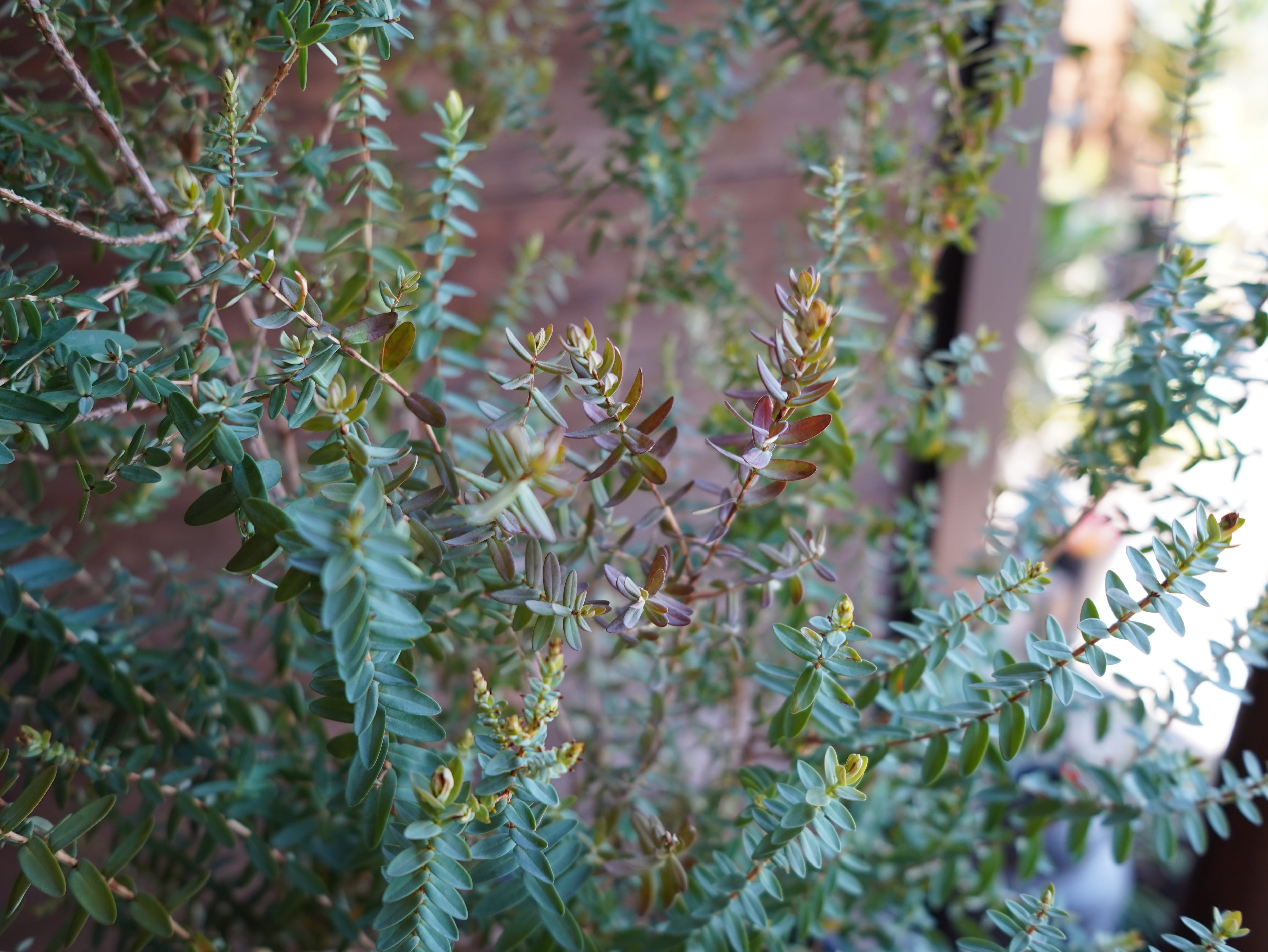 【現物】ダーウィニア　”シトリオドーラ”