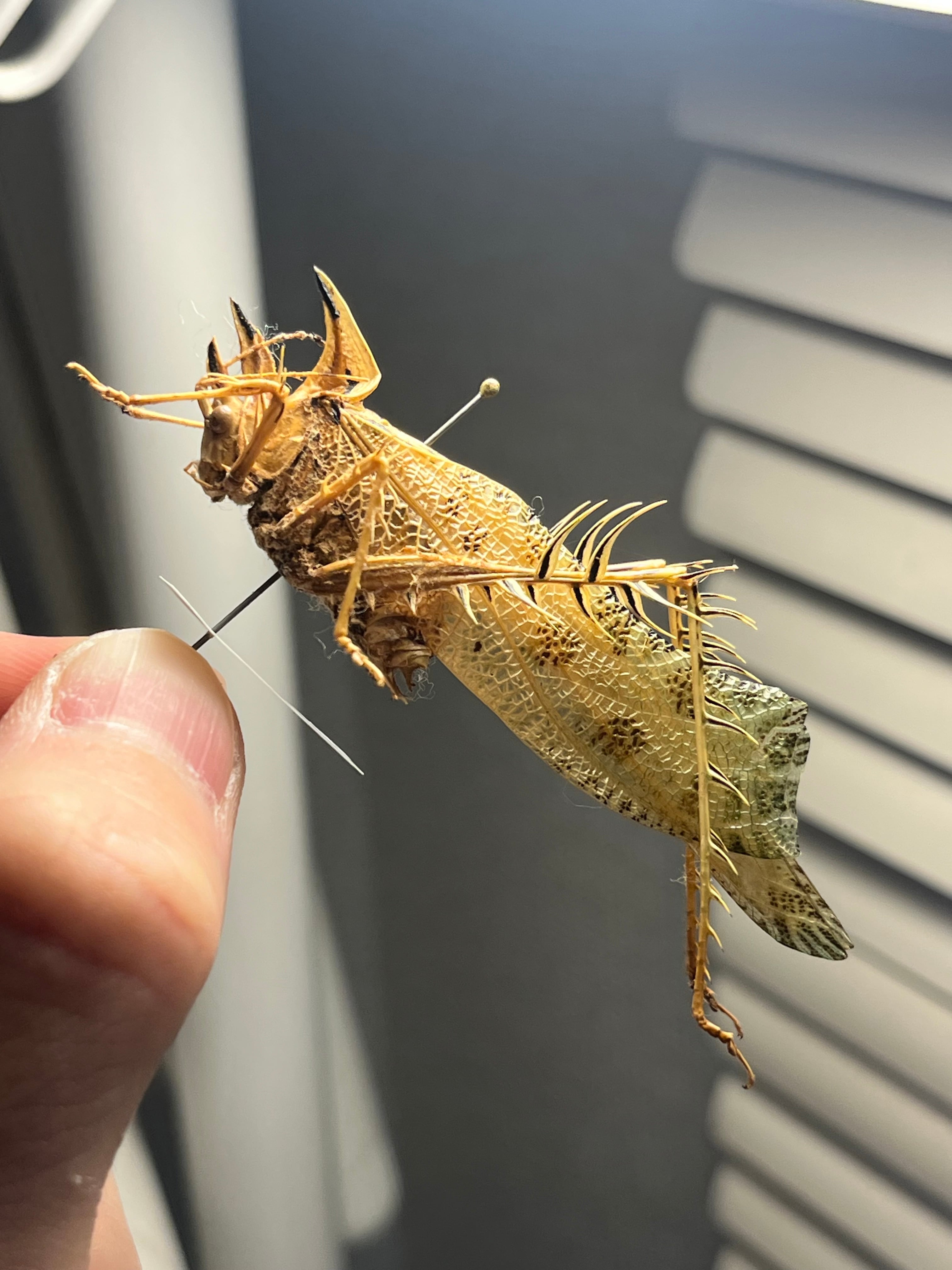 【54mm】サルオガセギスに酷似のOrthoptera sp.キリギリス バッタ 54mm】サルオガセギスに酷似のOrthoptera 節約 sp.キリギリス バッタ