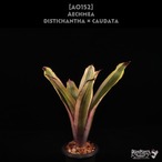 【送料無料】Aechmea distichantha × caudata〔エクメア〕現品発送A0152