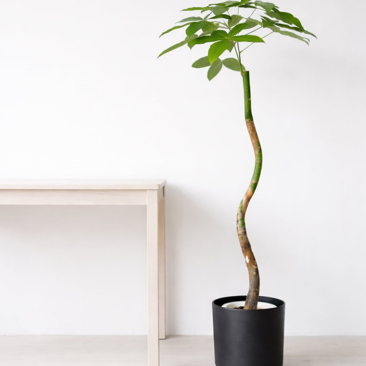 曲がり樹形の1本立ちパキラ｜モダンインテリア観葉植物（黒陶器鉢
