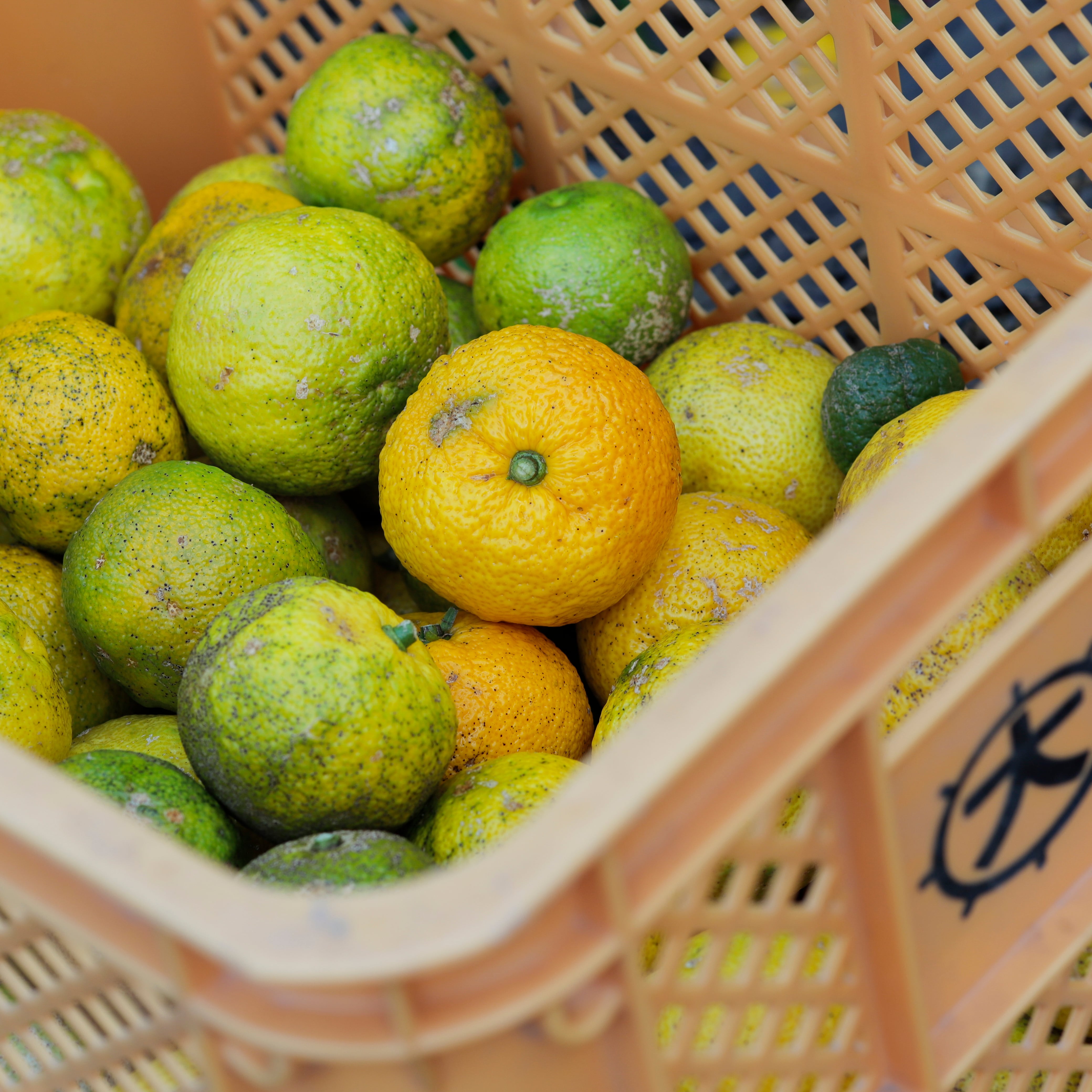 対馬ゆずポンスヌーボー2025 200ml | つしま大石農園