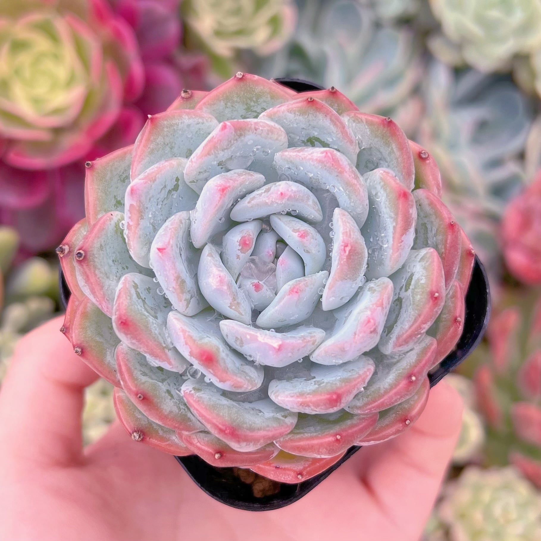 現品　ニューボア#687　るる農園