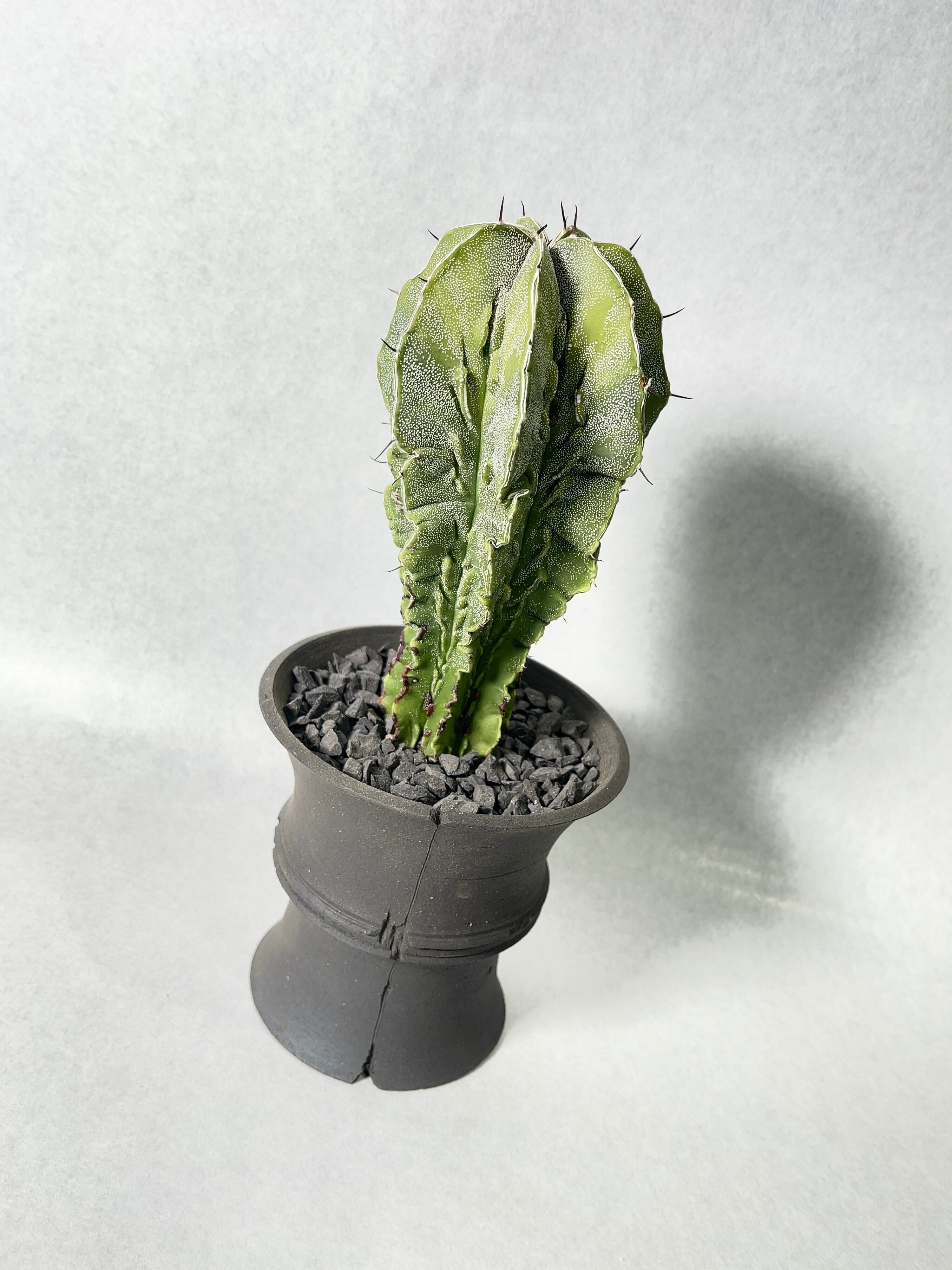 その他観葉植物 hapiAnthurium subsignatum その他観葉植物 hapiAnthurium subsignatum Anthurium