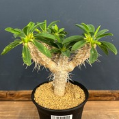 ユーフォルビア ギラウミニアナ【355】