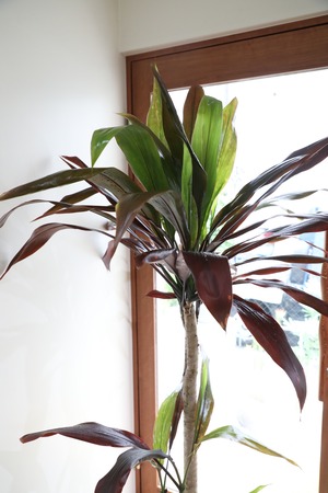 【渋谷区周辺エリア/配送料無料】【L/170cm】ドラセナ ブラックリーフ/Dracaena Black Leaf