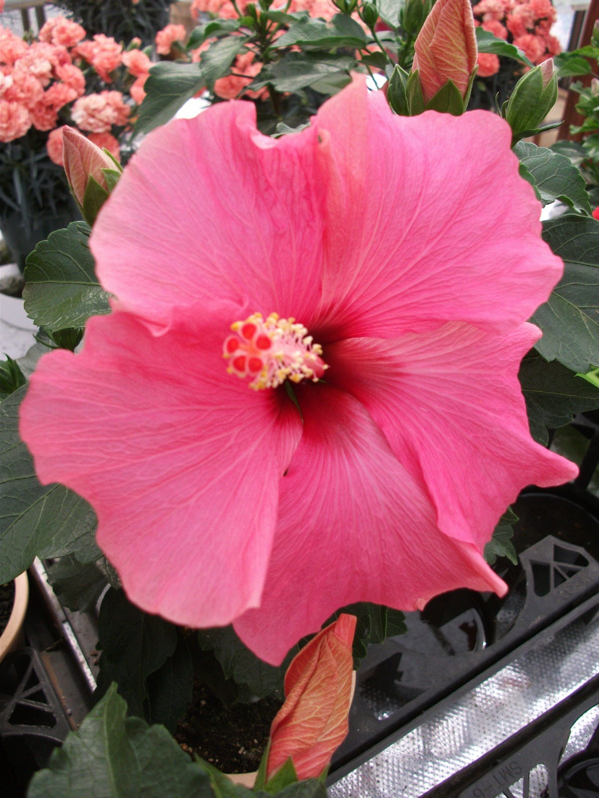 ハイビスカスロングライフ アドニス5号鉢 送料別 紅和園