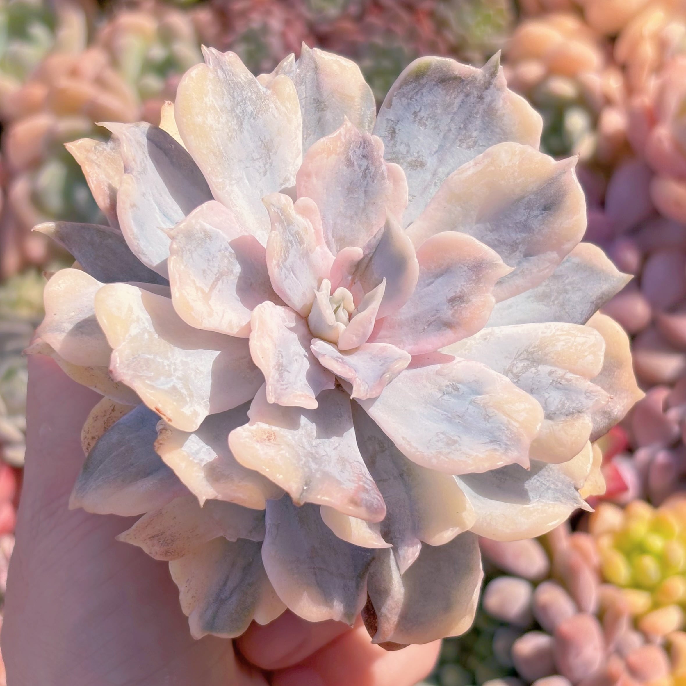 現品 リラシナ錦#266 るる農園 | るる農園~多肉植物専門