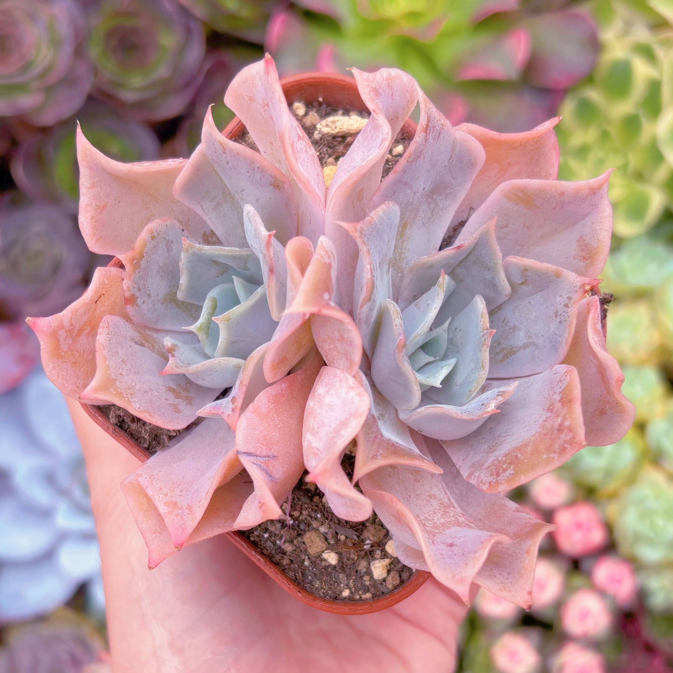 現品　クジラ#A04　るる農園