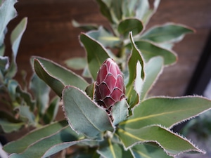 【現物】プロテア "ピンクプリンセス"