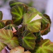 Begonia soli mutata Variegated / ベゴニア ソリムタータ バリエガータ ピンク④