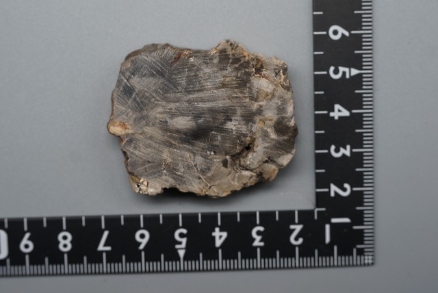 珪化木 Araucarioxylon ⑩