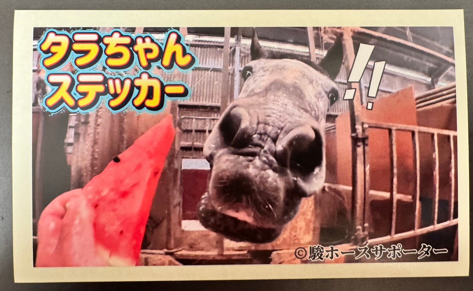 定期便】タラちゃん1ヶ月定期サポート | 駿ホースサポーター