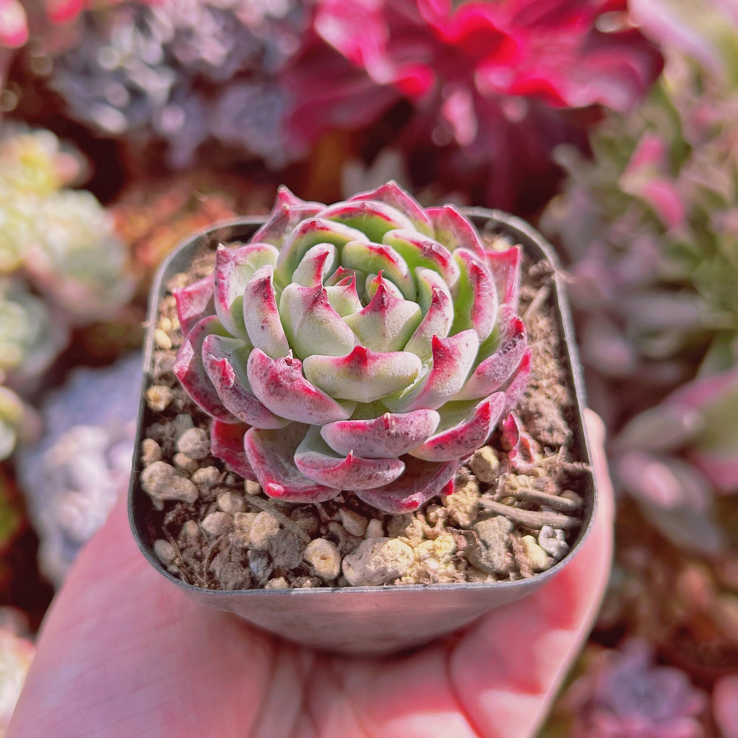 852現物 多肉植物 クランベリー | るる農園~多肉植物専門