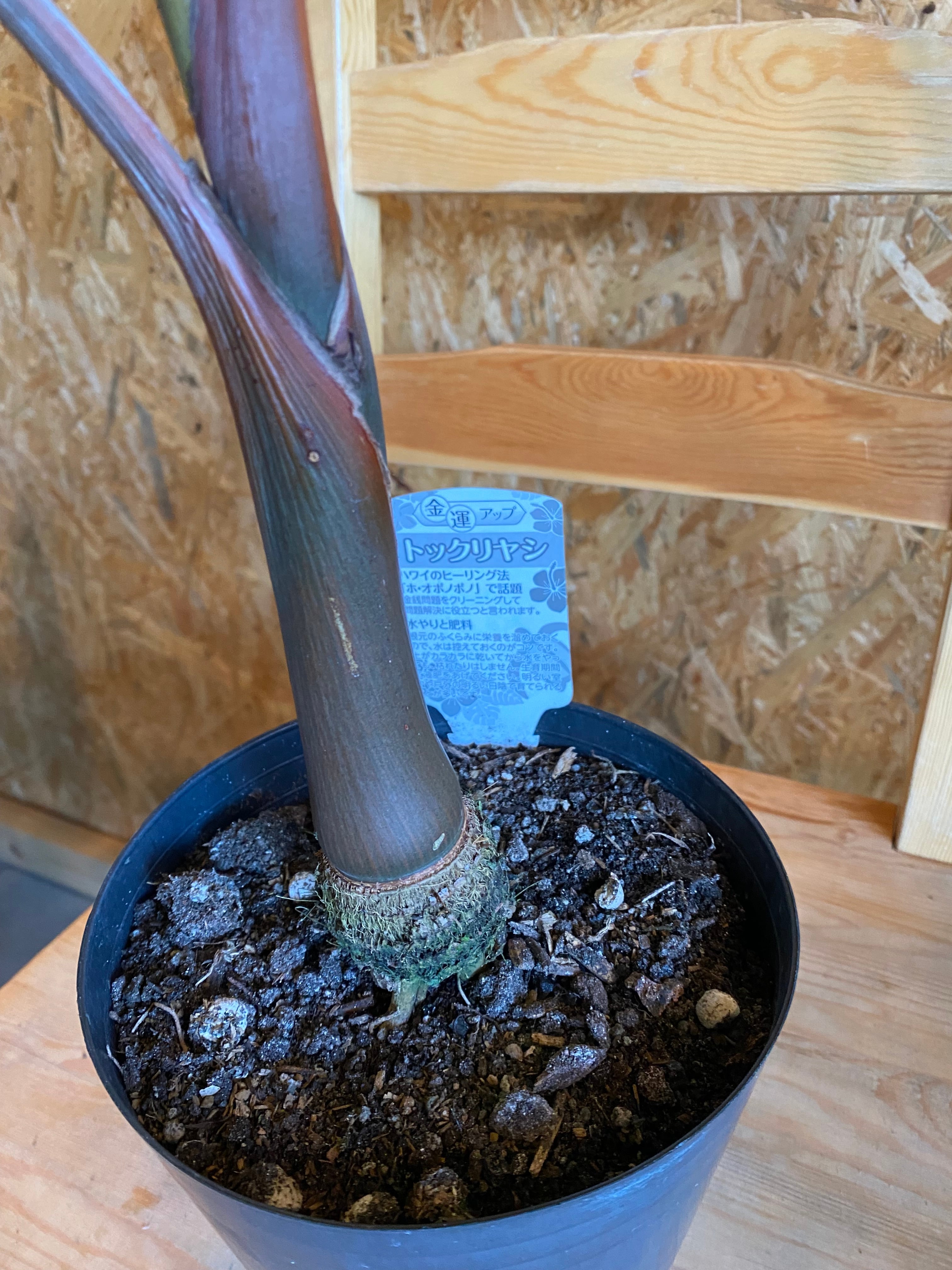 トックリヤシ H70cm W50cm 口径16cm | Garden Varejo