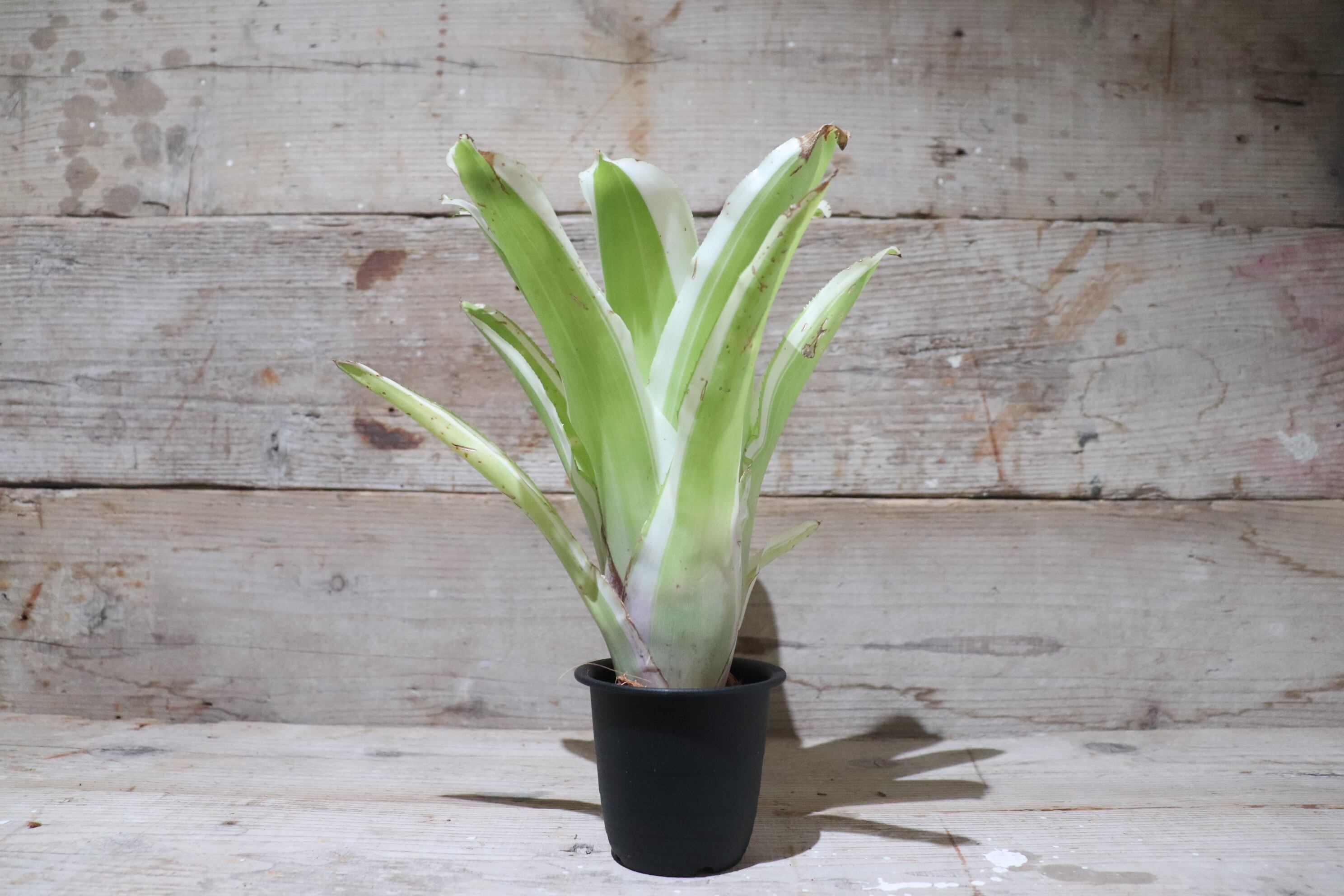 送料無料】 Billbergia pyramidalis 'Kyoto'〔ビルベルギア〕現品発送
