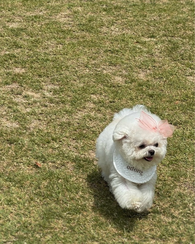 受注制作 【curum】Daisy big ribbon  cape〔お名前item〕