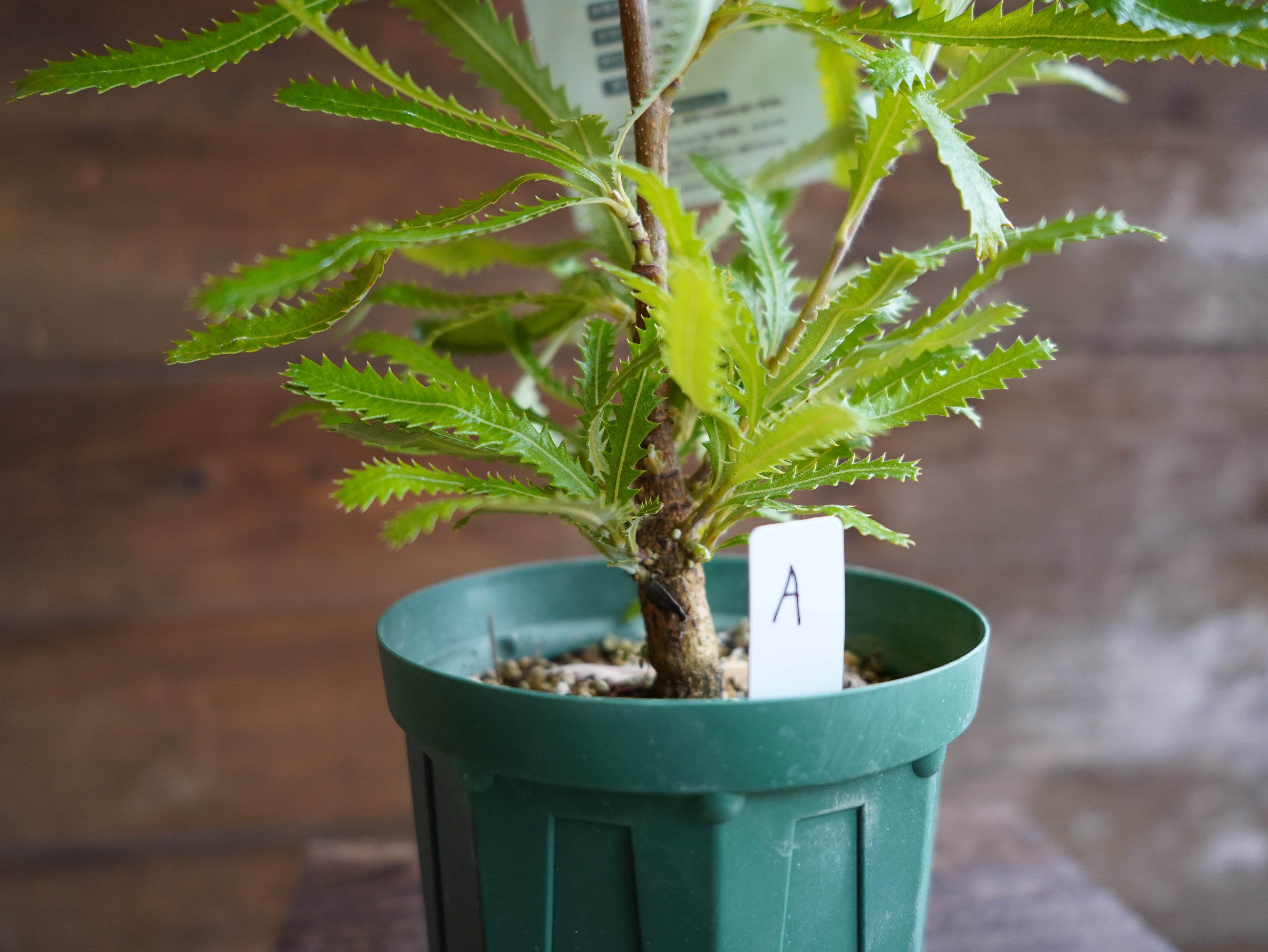 【現物】バンクシア　”セラータ”　A