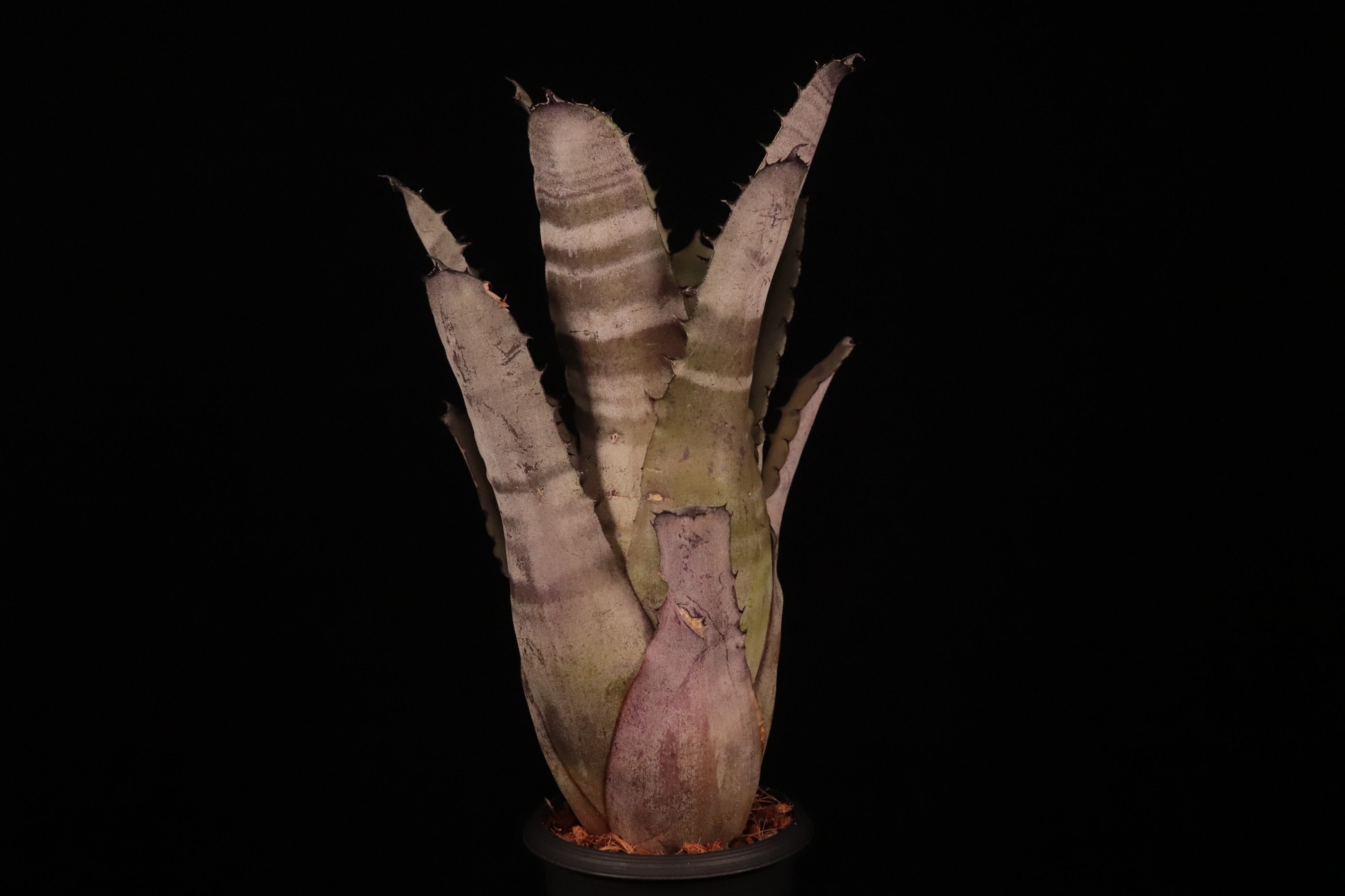 送料無料】xHohenmea 'Ninja Starburst'〔ホヘンメア〕現品発送H217