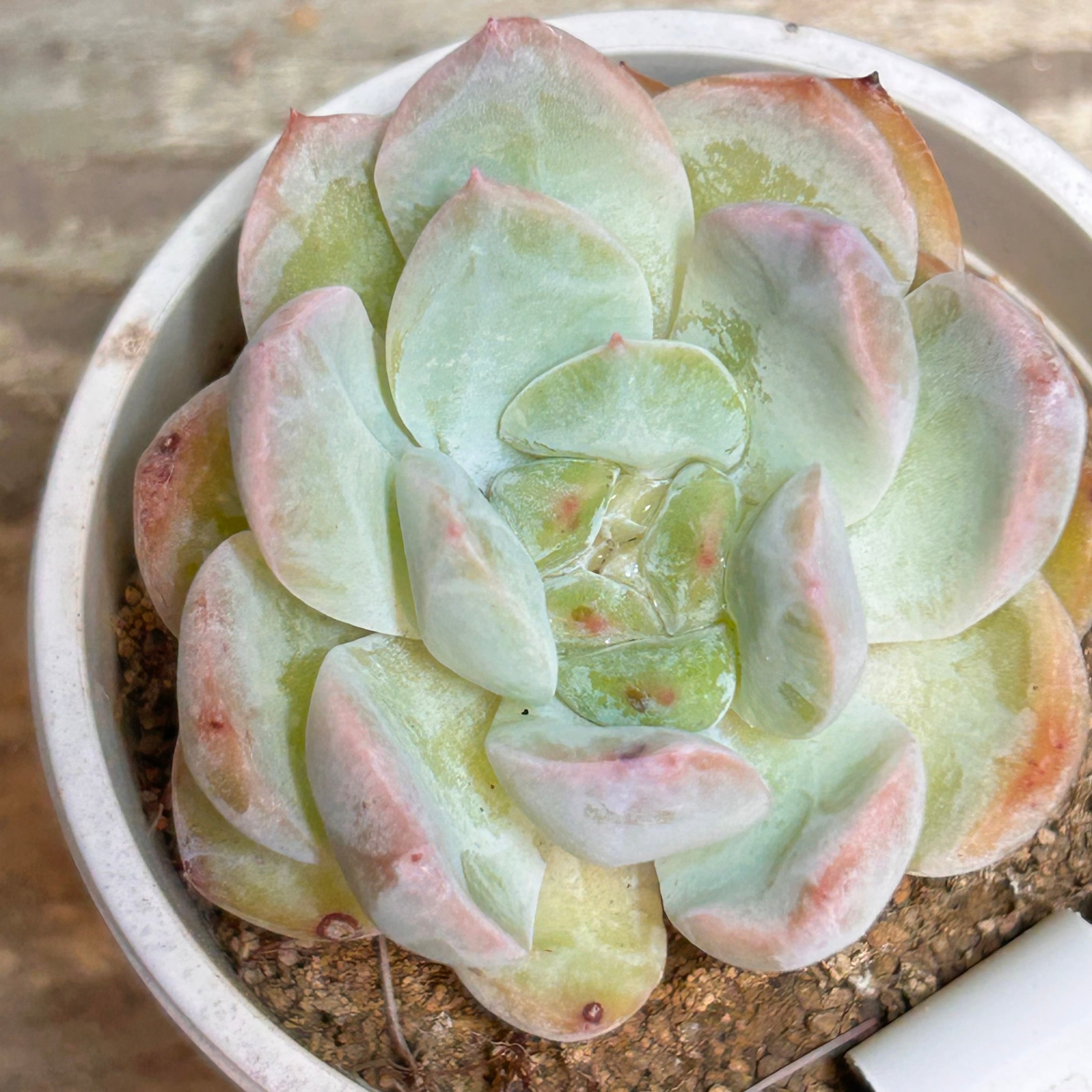 カローラ | RuPo 多肉植物専門店
