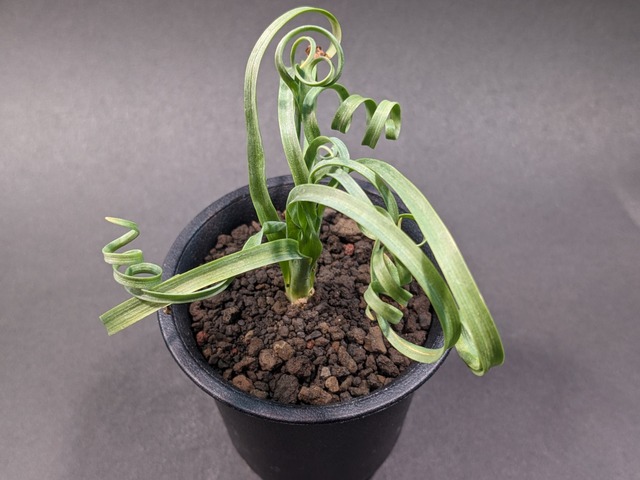 Albuca Ornithogalum Concordianum アルブカ オーニソガラム コンコルディアナム サボテンと多肉植物の店 サイベリア