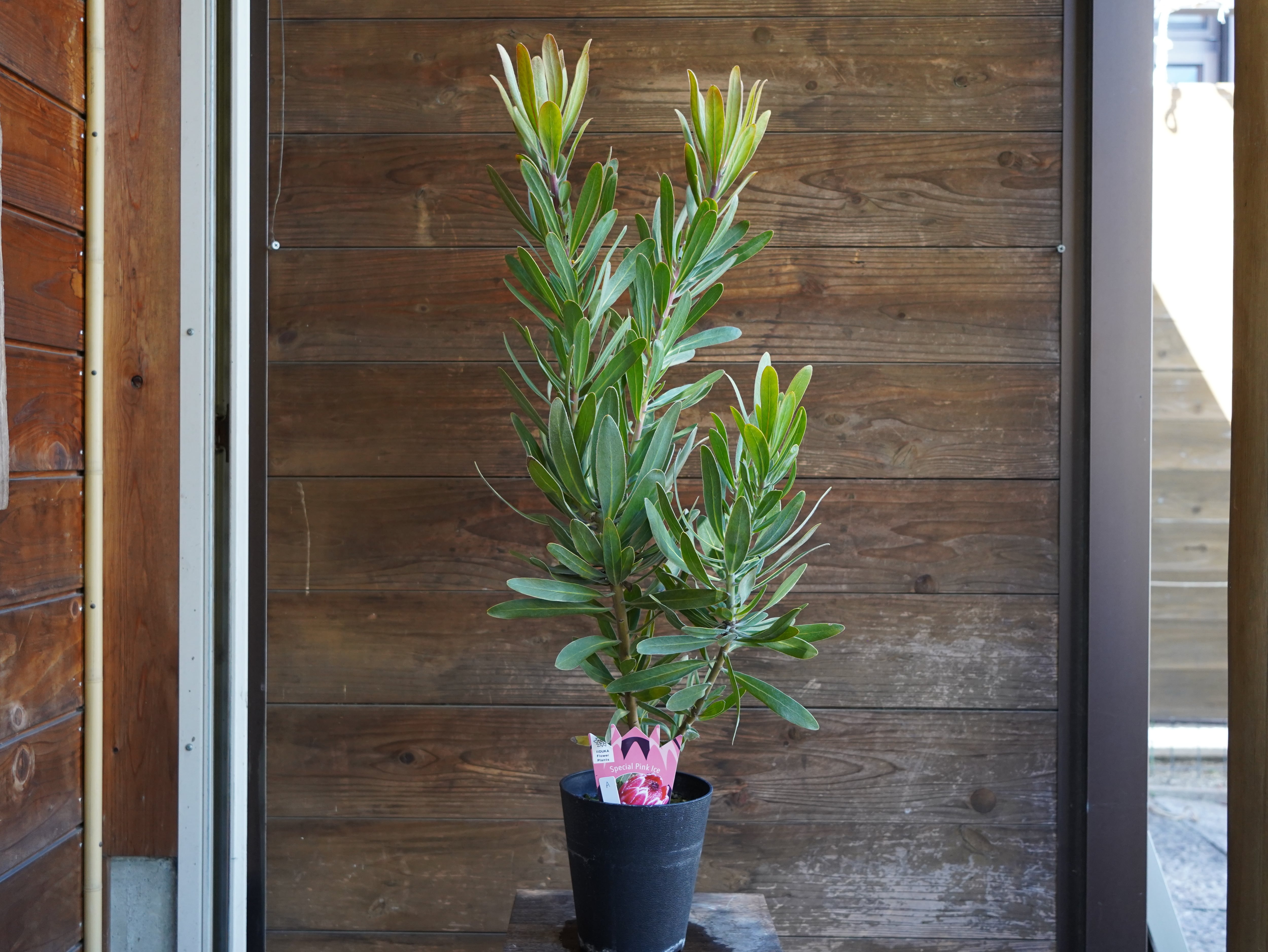 【現物】プロテア　”スペシャルピンクアイス”　A