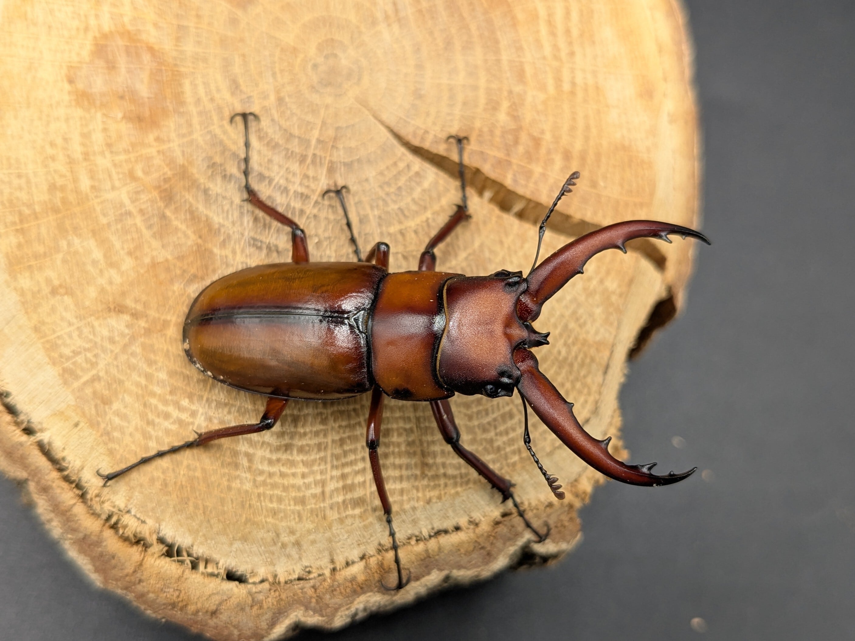 トカラノコギリ ♂50mm♀31mm
