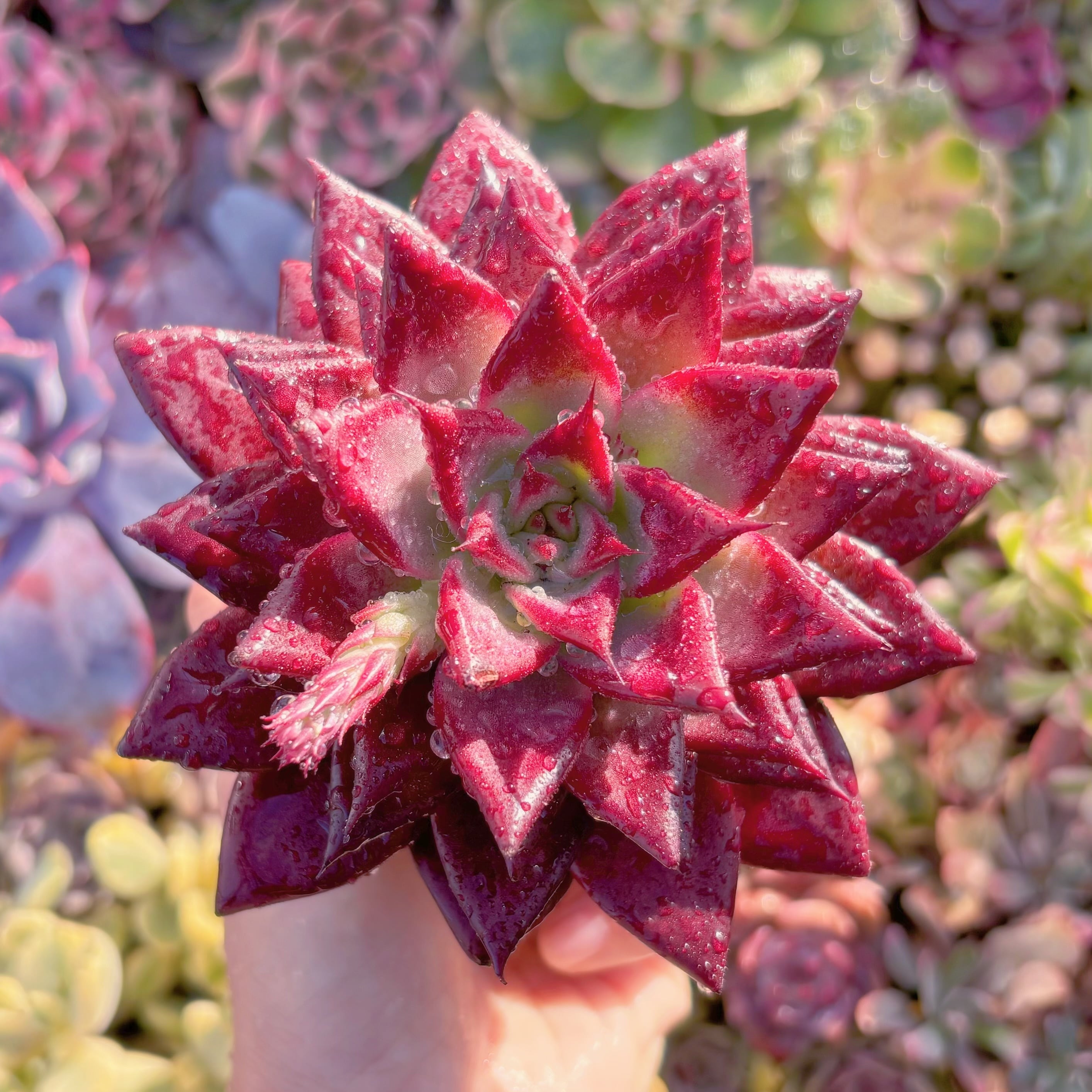 現品　ロメオルビン#A095　超美苗　るる農園