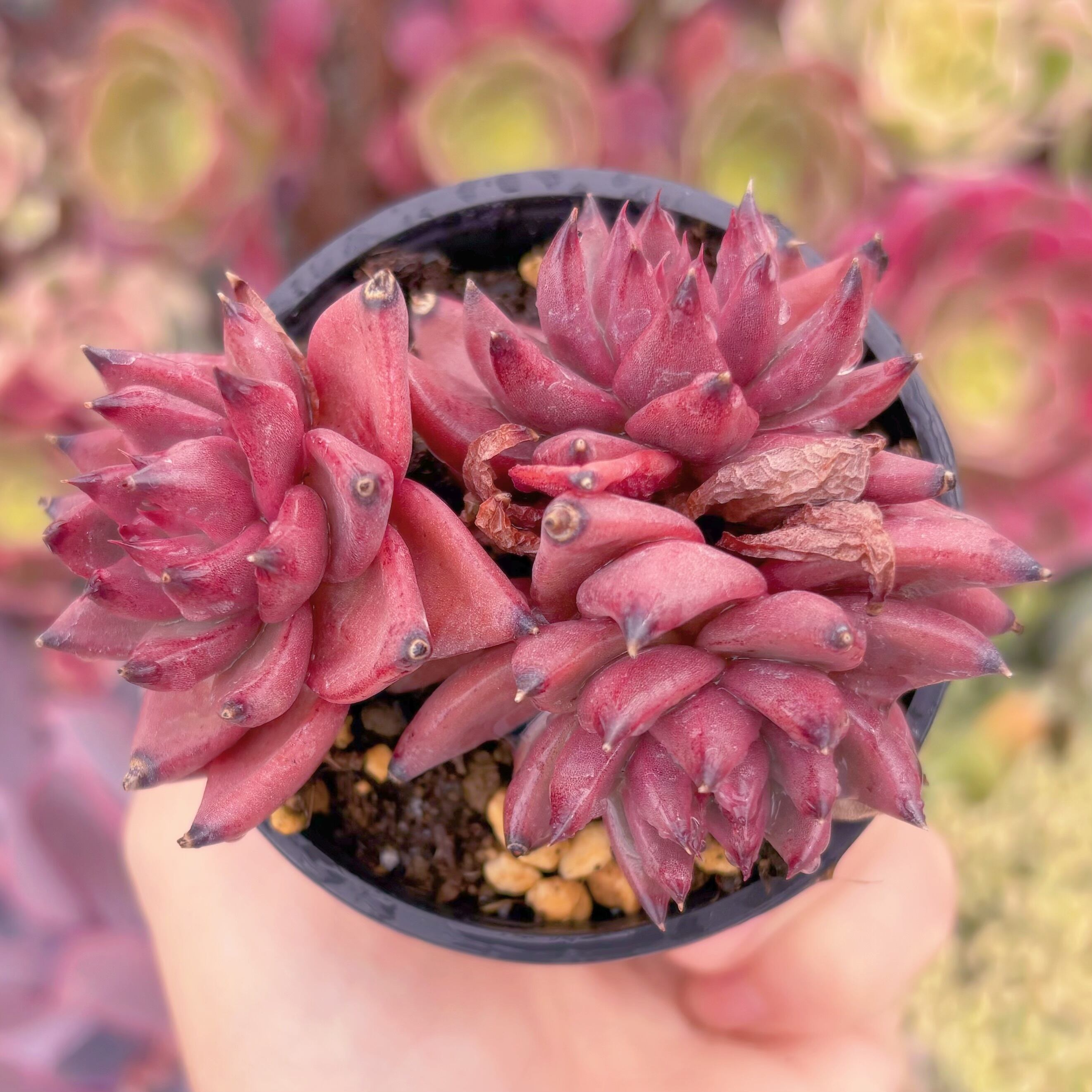 現品 ブラッドロメオ#C01 群生 るる農園 | るる農園~多肉植物専門