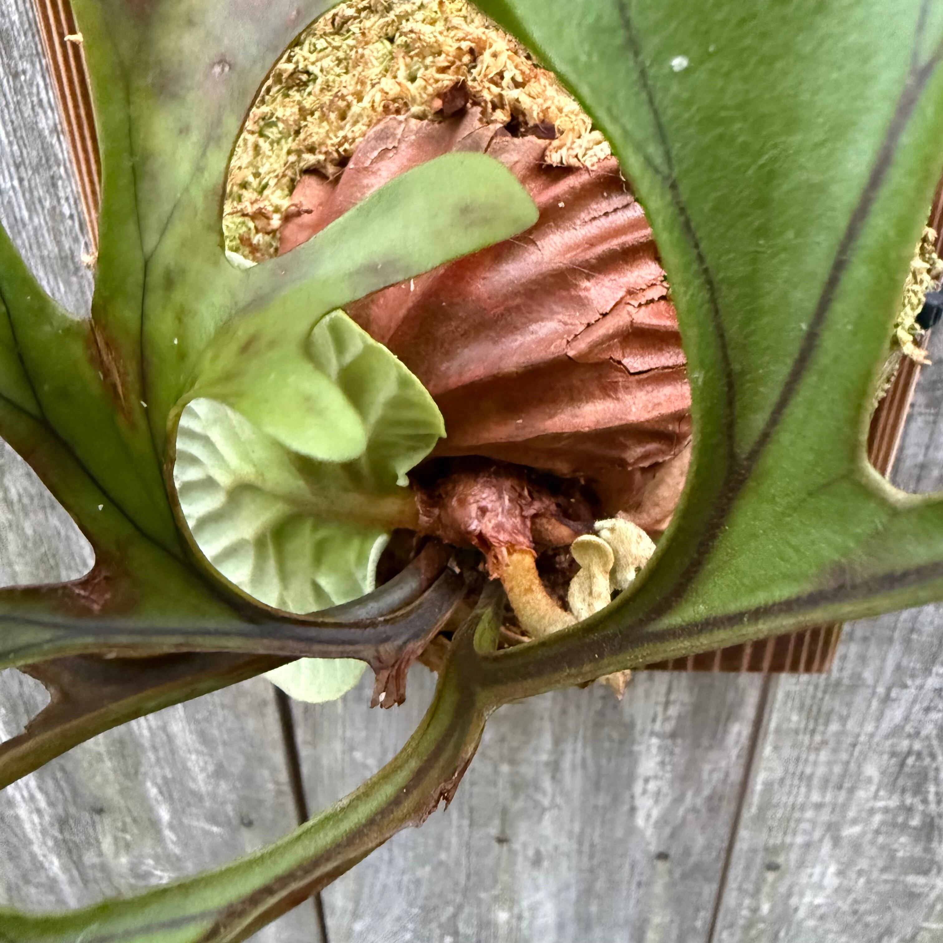 P. ridleyi Wild ビカクシダ　リドレイ　流木　ワイルド株 ワイルド リドレイ P.ridleyi WILD ボルネオ輸入株 一点物 検