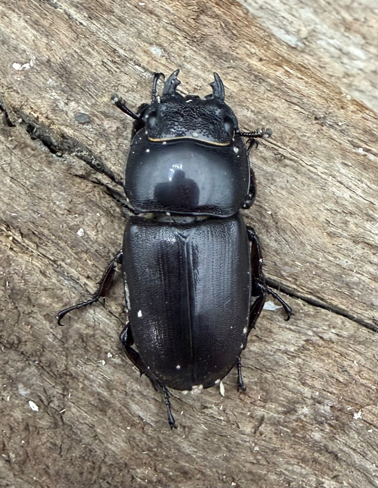 【WD】《タウルスヒラタ原名亜種 パダン産 52.5mm ペア》