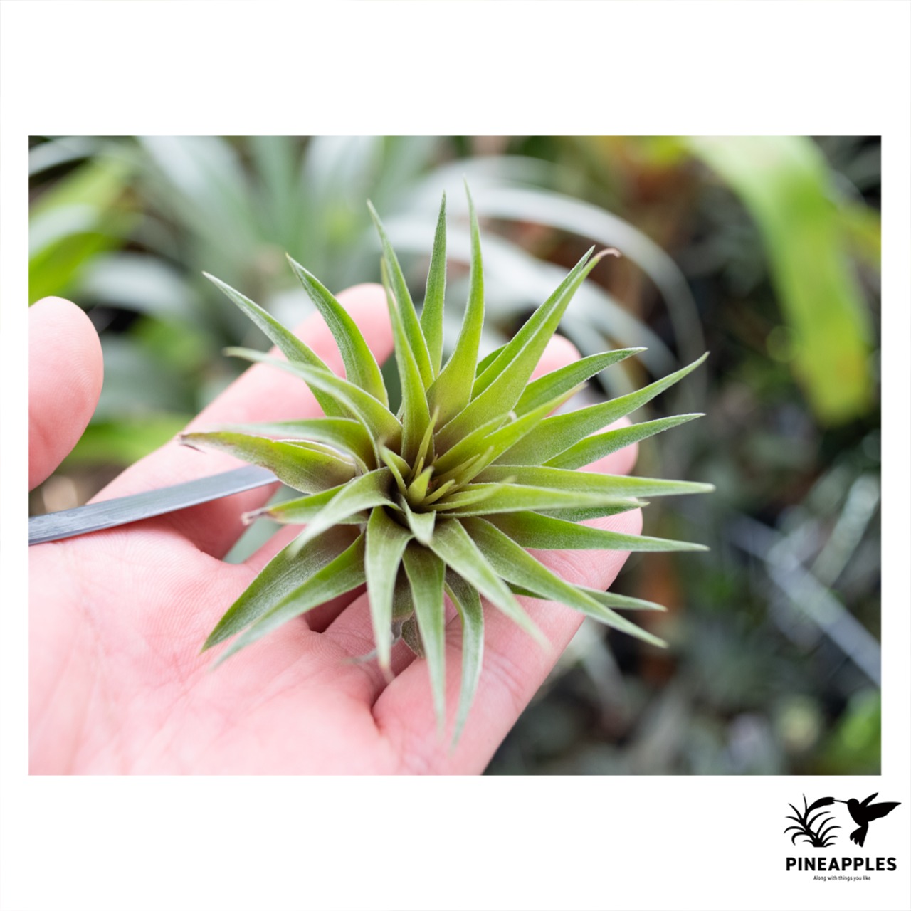 Tillandsia kautskyi (kautskyi x geminiflora) 花芽付き - 1