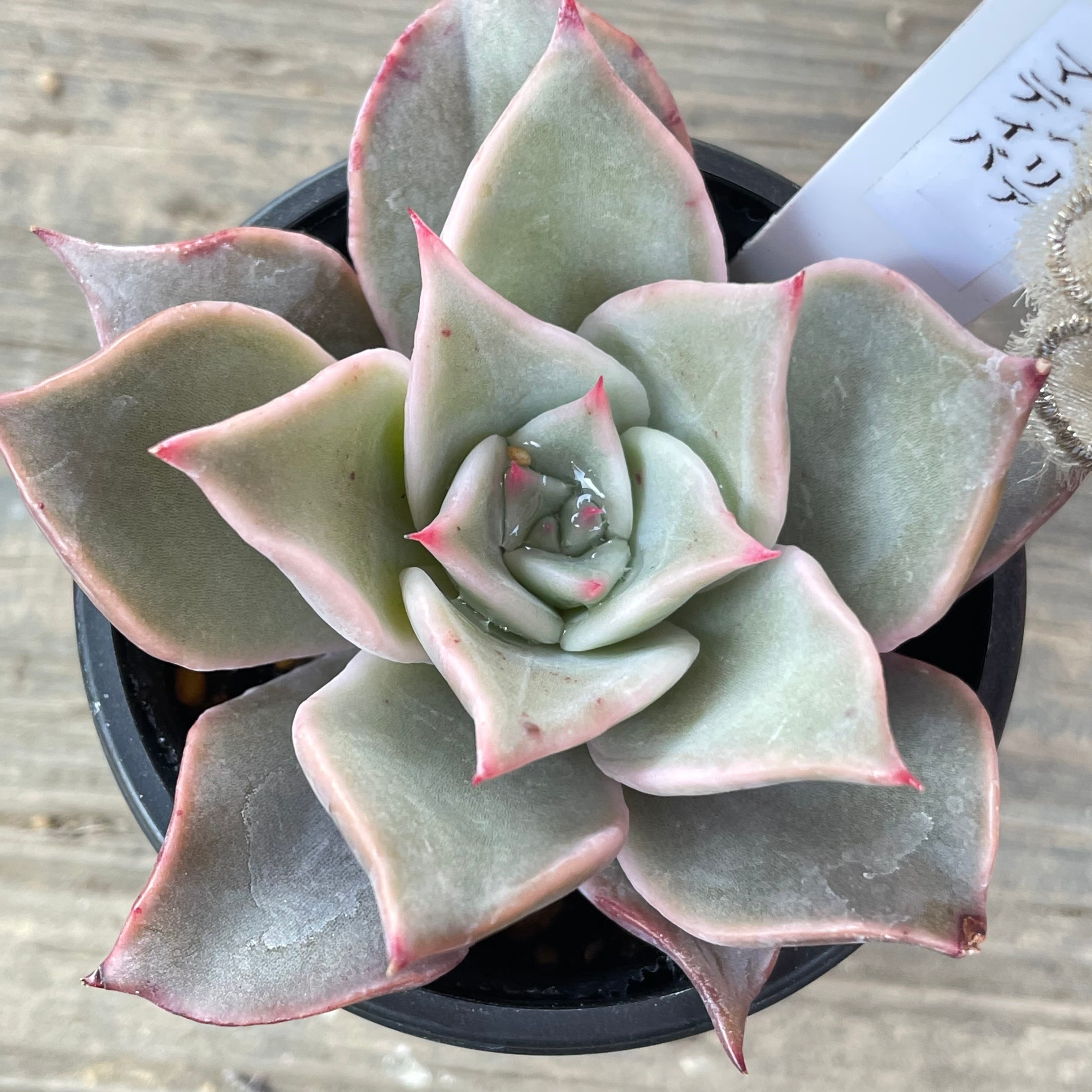 マディバ | RuPo 多肉植物専門店