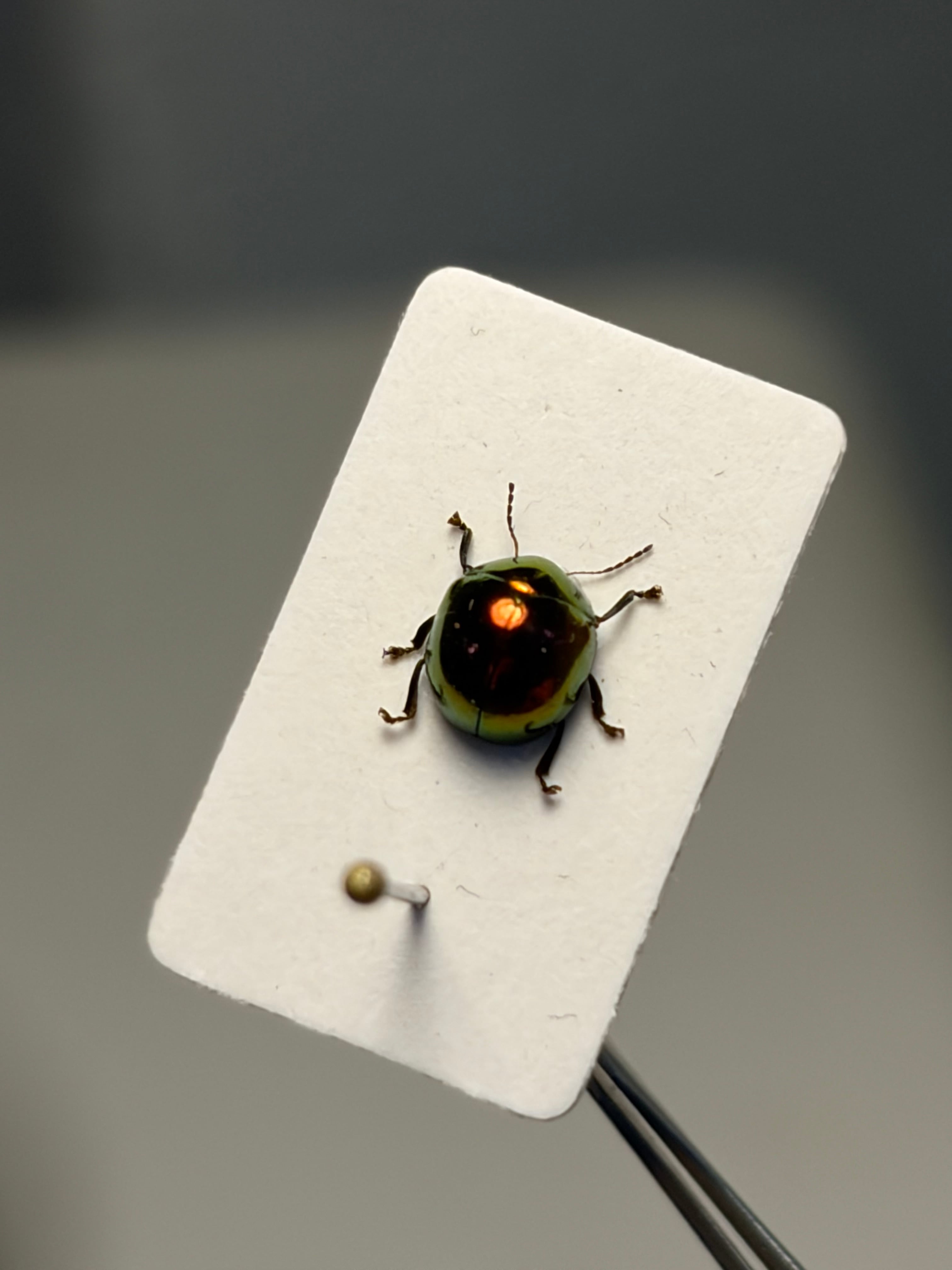 【4mm】オオツヤハムシ レッド 標本 世界で1番美しい甲虫図鑑 ゴミムシタマム 4mm】オオツヤハムシ レッド 標本 世界で1番美しい甲虫図鑑 ゴミムシ