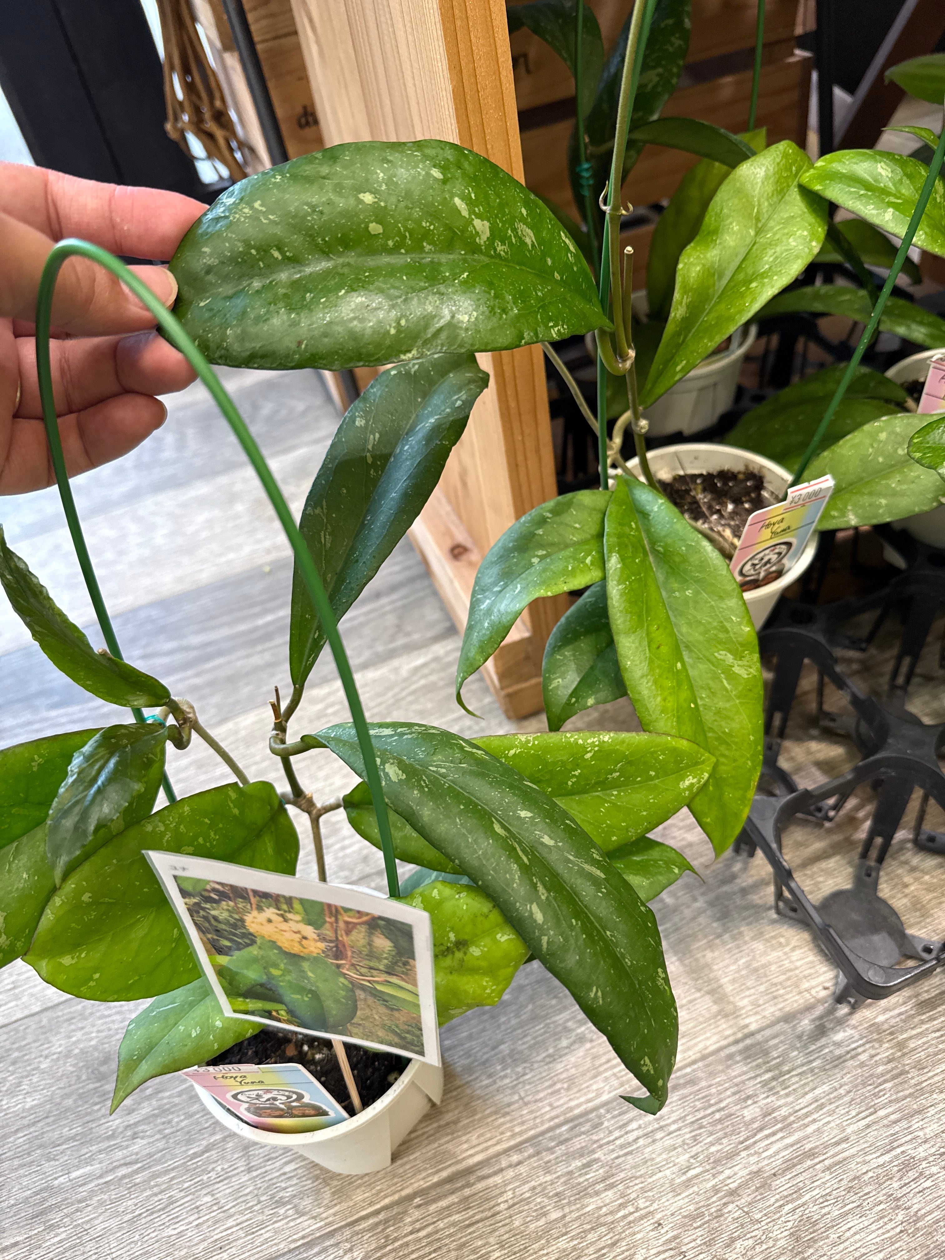 Hoya Yuna /ユナ | Gardenえん 【観葉熱帯植物】