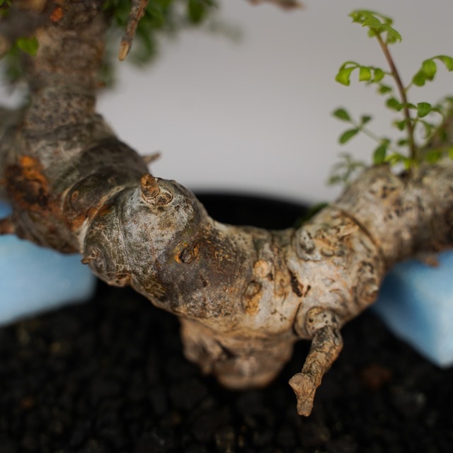 F25コミフォラ SP エイル  発根済み 現地球 ソマリア産