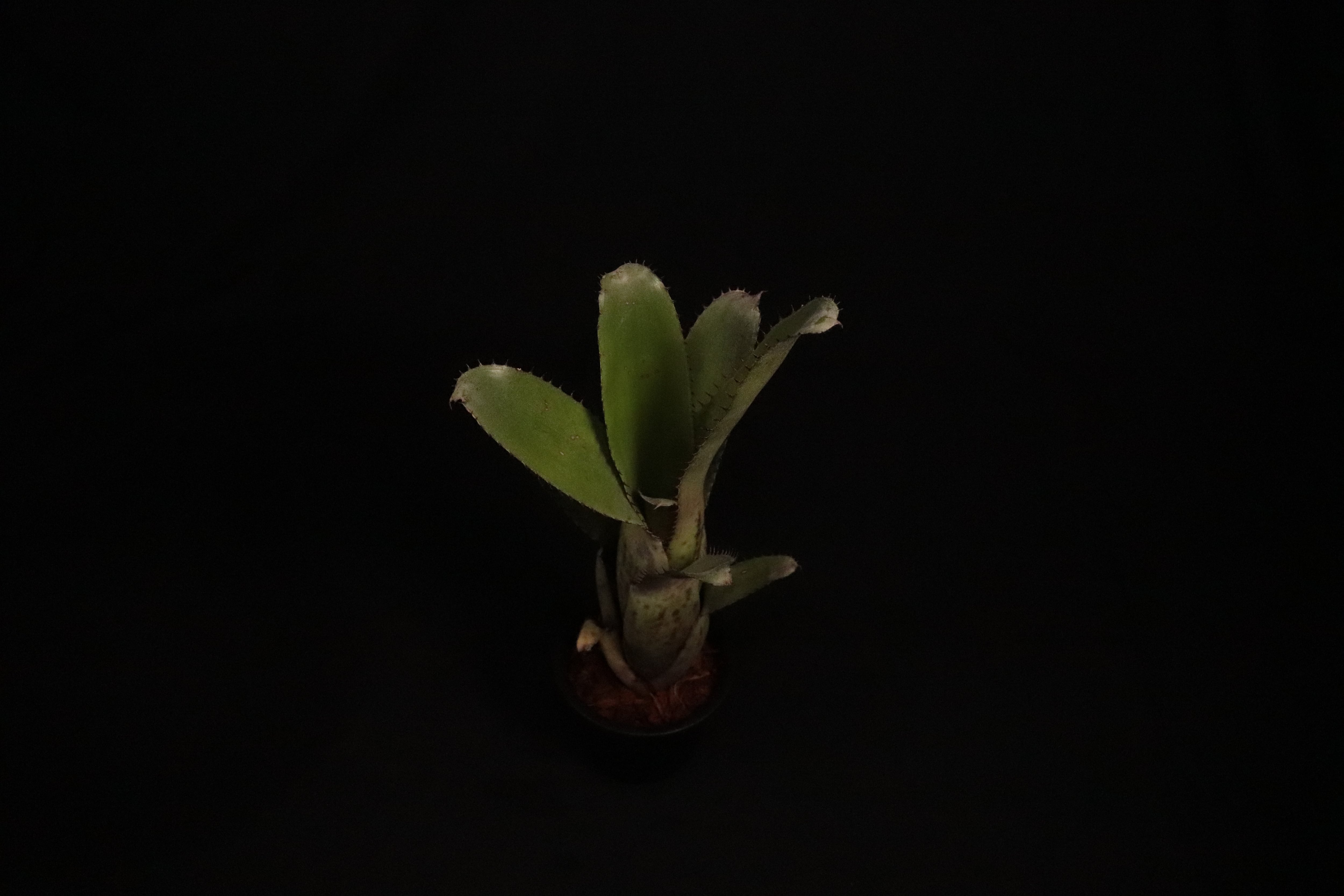 送料無料】Aechmea 'Jack'〔エクメア〕現品発送A0061 | plane plants