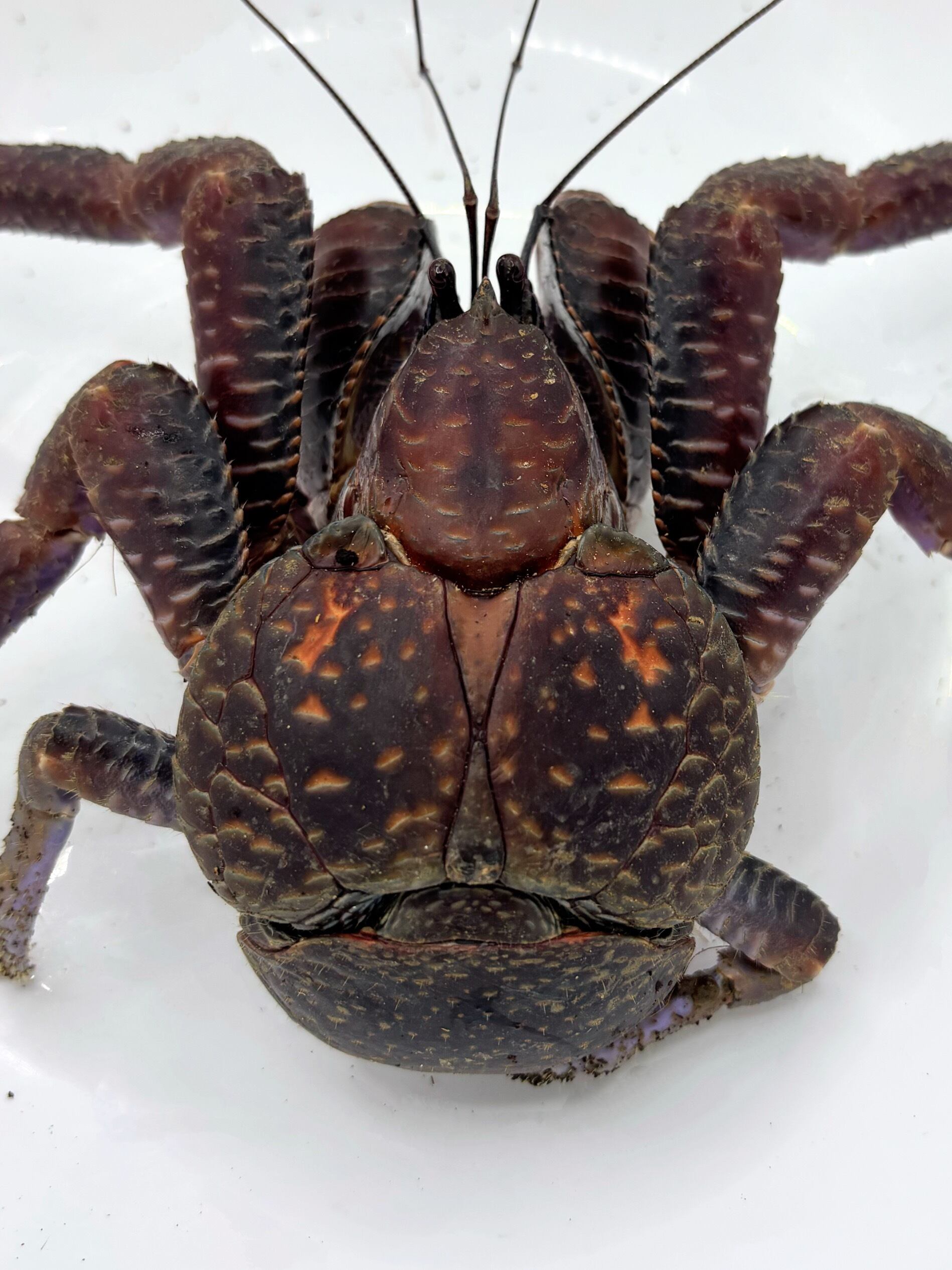 ヤシガニ②♀ 沖縄県産 1匹 | まるころ商店〜まるくてころころした