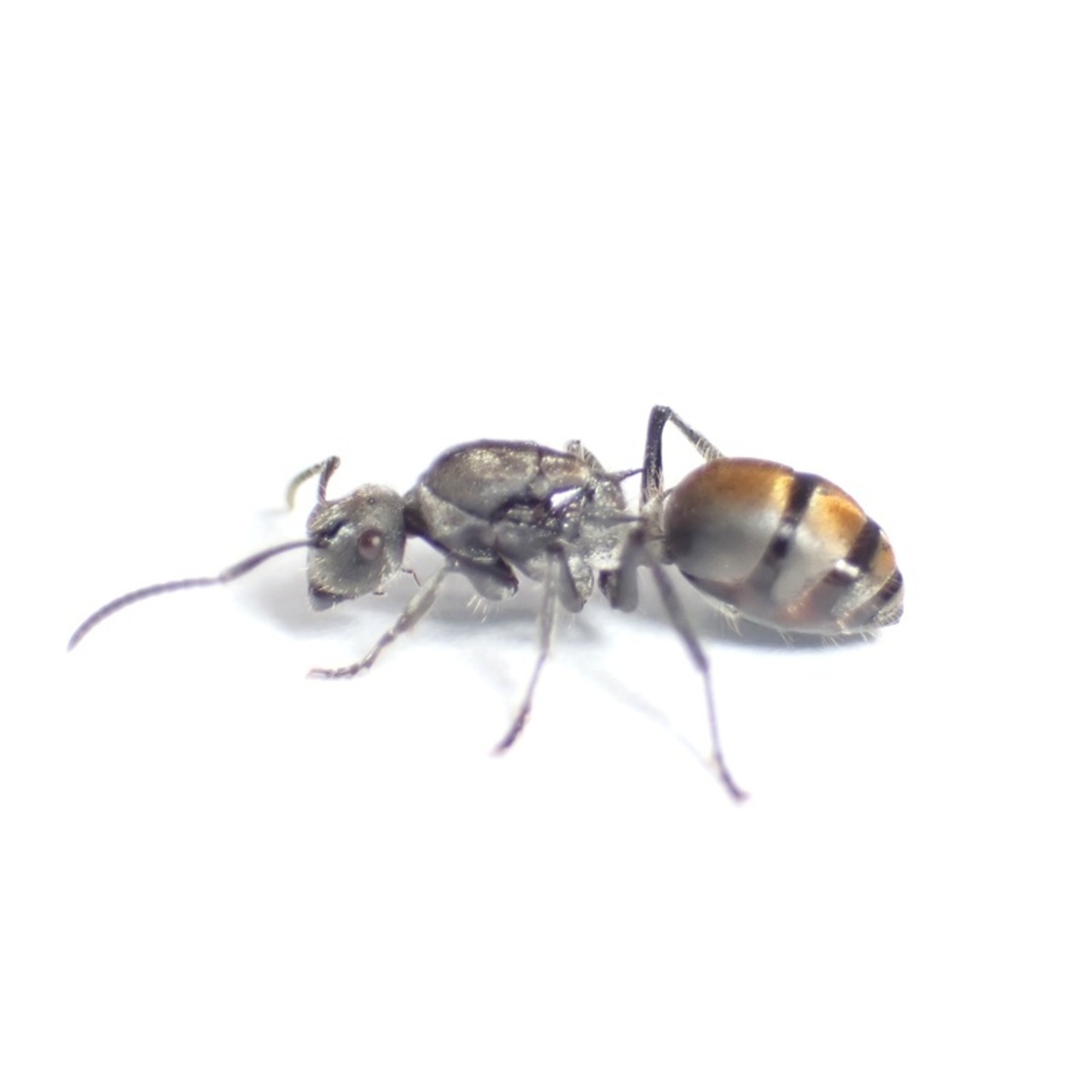 バーミキュローサトゲアリ｜女王｜コロニー｜Polyrhachis vermiculosa