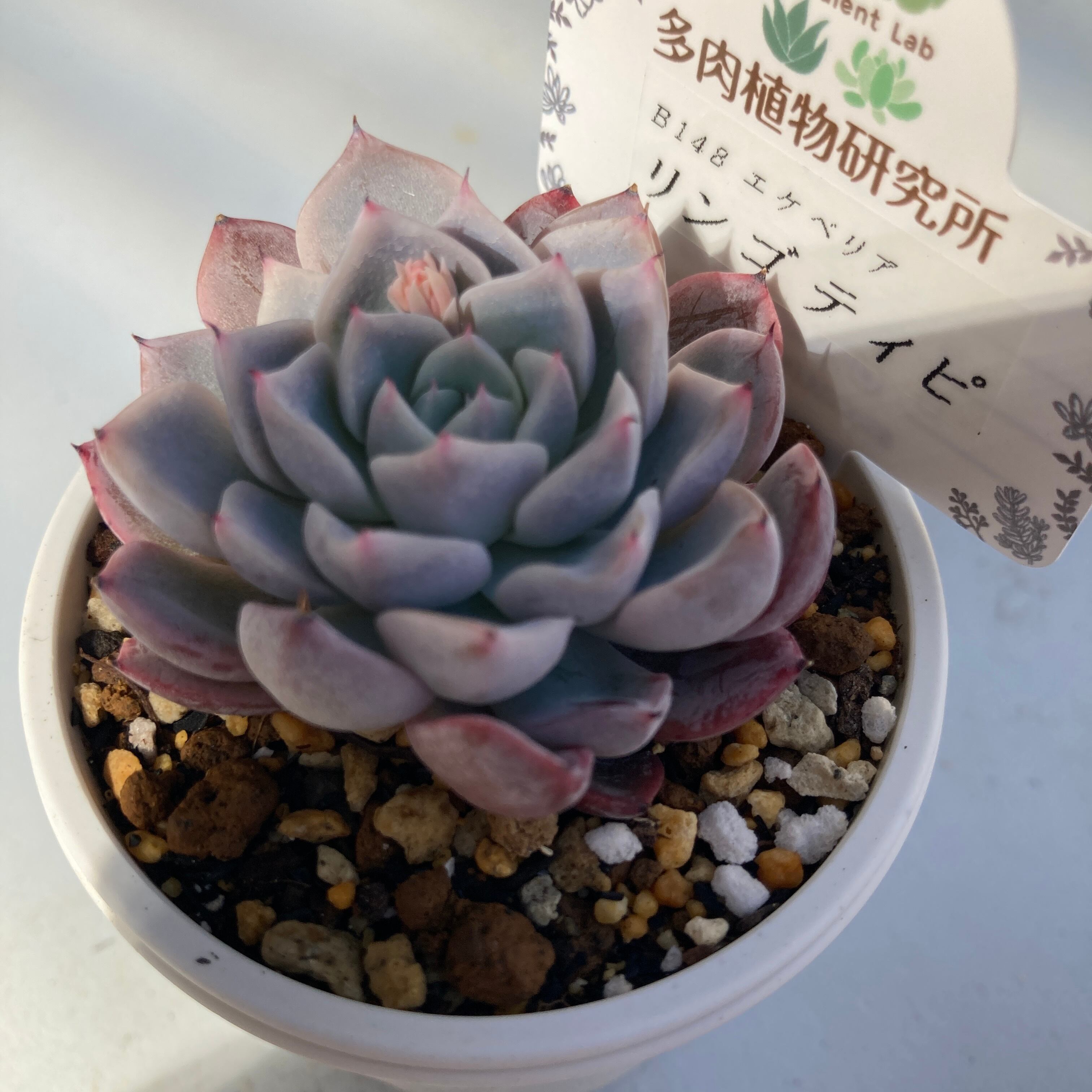 現物商品】リンゴティピ | 多肉植物研究所