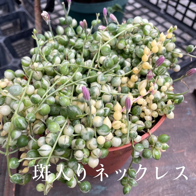 4号鉢【斑入りグリーンネックレス 3 】セネキオ　花も咲く　もりもり　お買い得