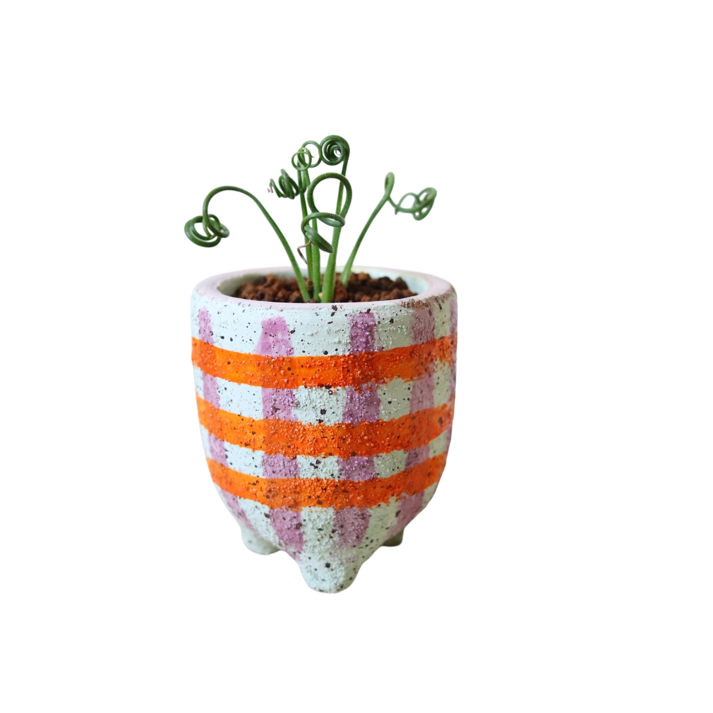 アルブカ スピラリス フリズルシズル