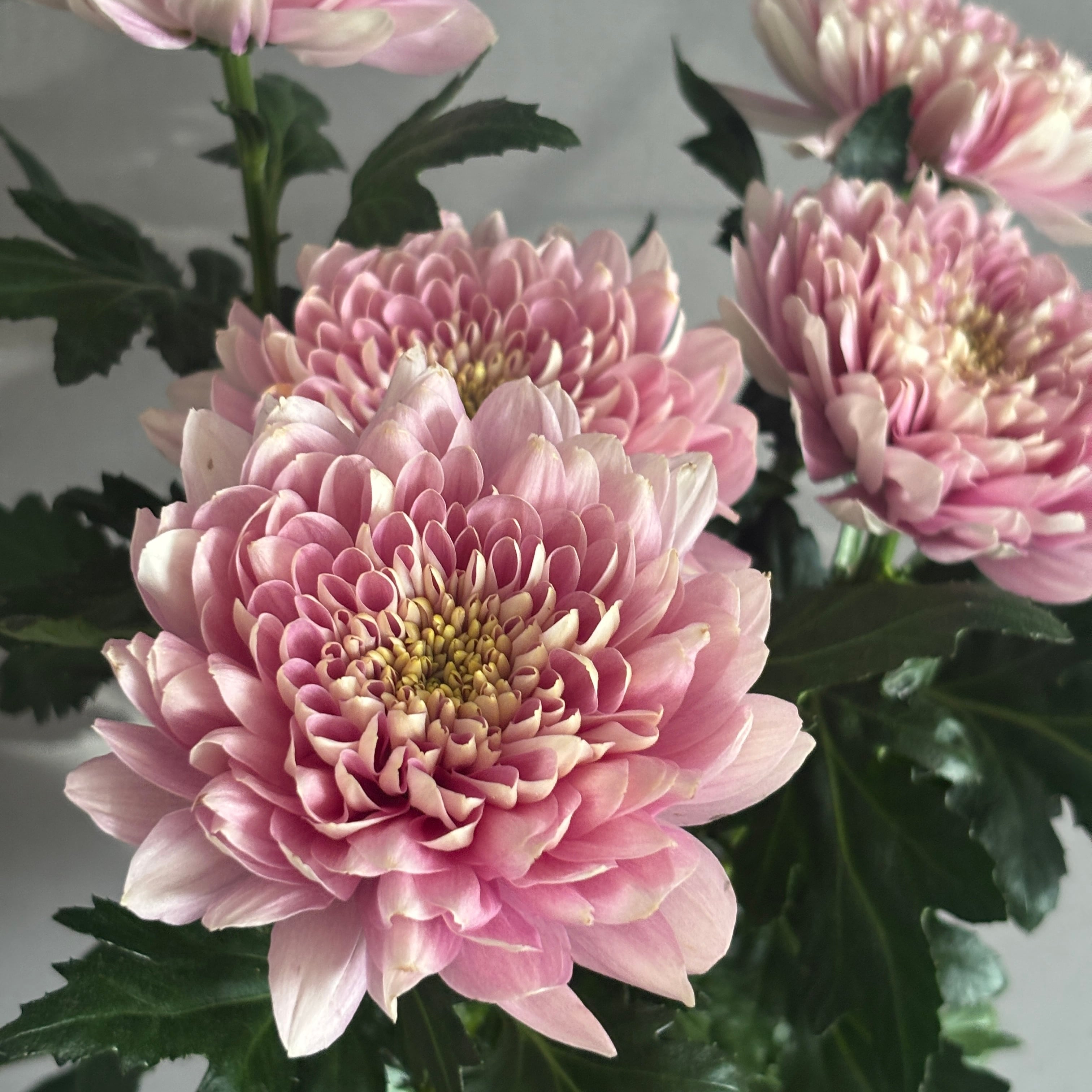 菊（マム）類 | 新鮮お花問屋 Jp-Farmers.com