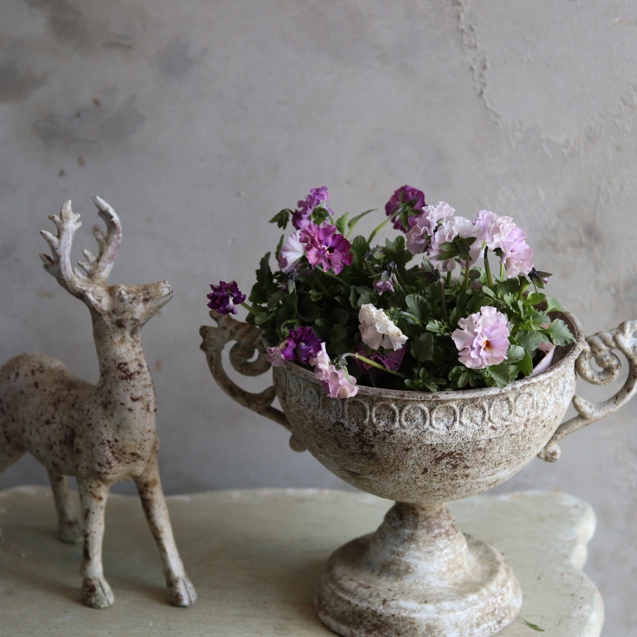 ビオラ　ティアード（ピンク系）冬から春にオススメのお花　よく咲く　シャビーシックにおすすめ