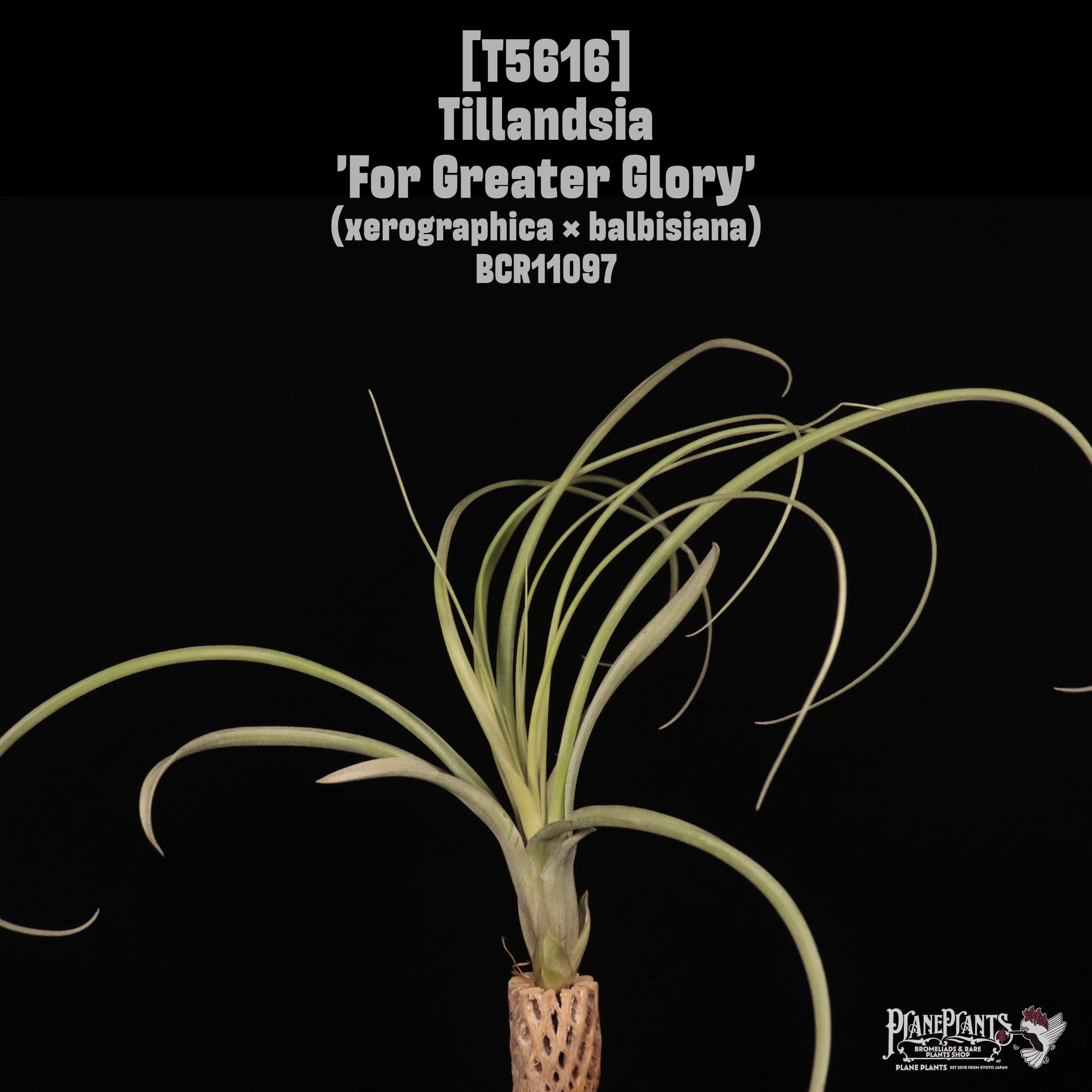 送料無料】'For Greater Glory'〔エアプランツ〕現品発送T5616 | plane