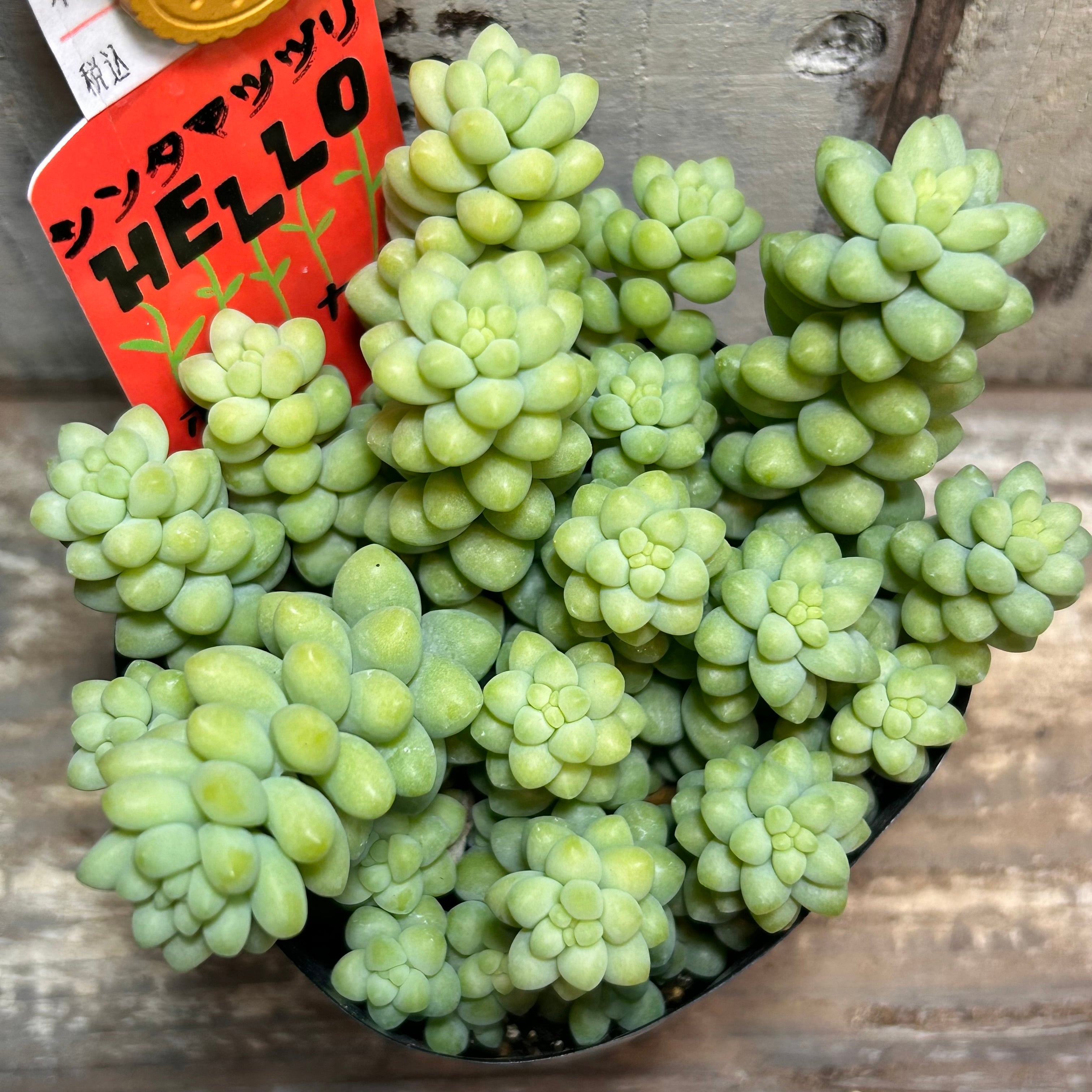 シムシー錦(アエオニウム) | RuPo 多肉植物専門店